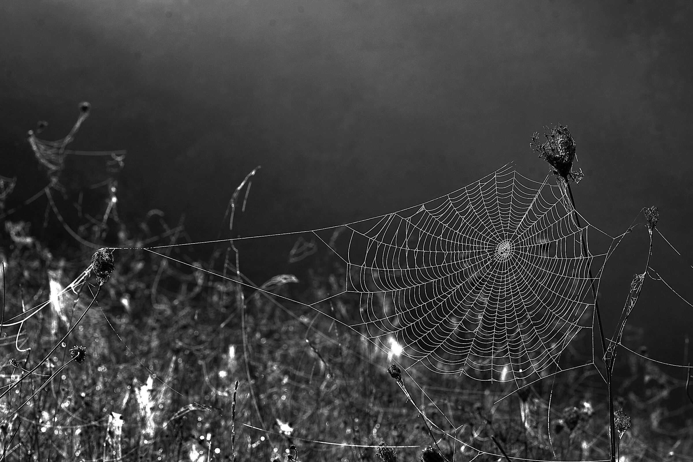 tela di ragno (Autumn backlight)