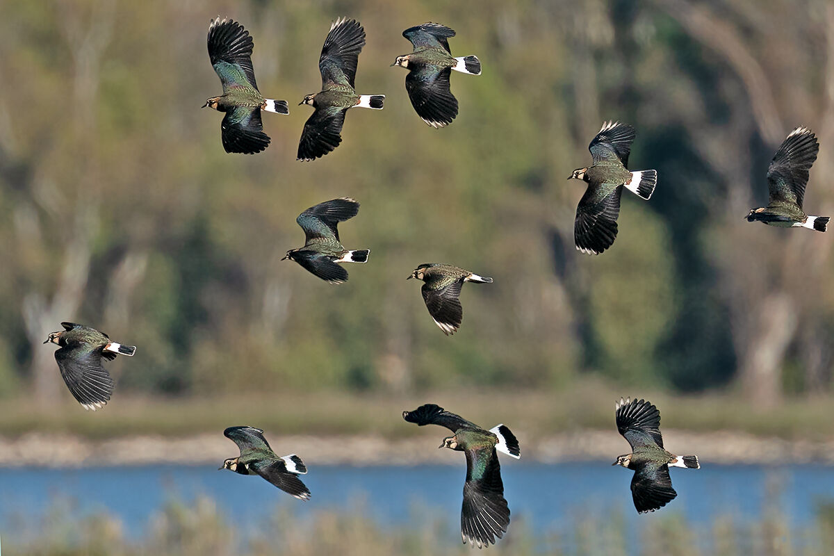 Lapwing