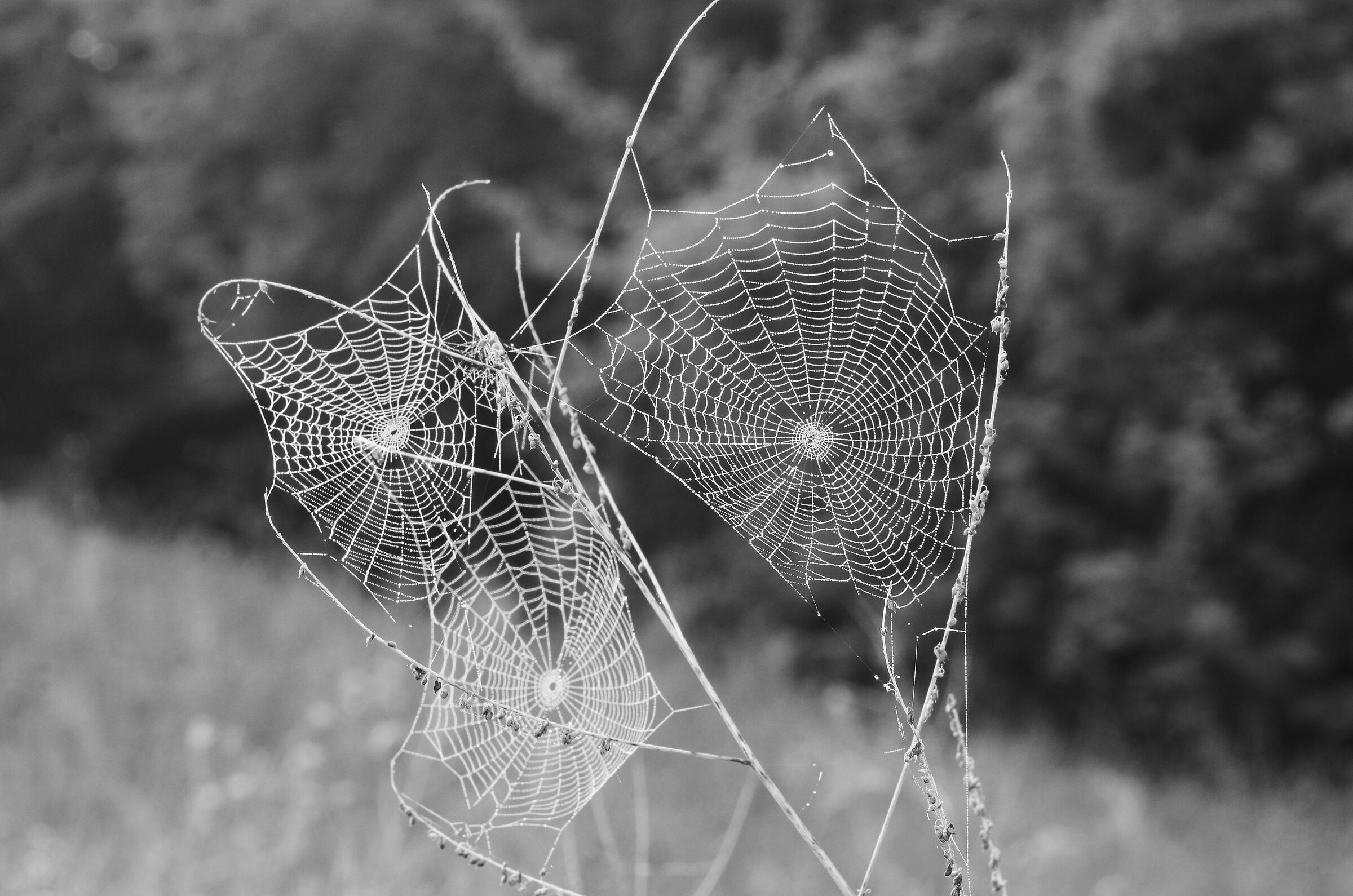 tre tele di ragno (Autumn backlight)