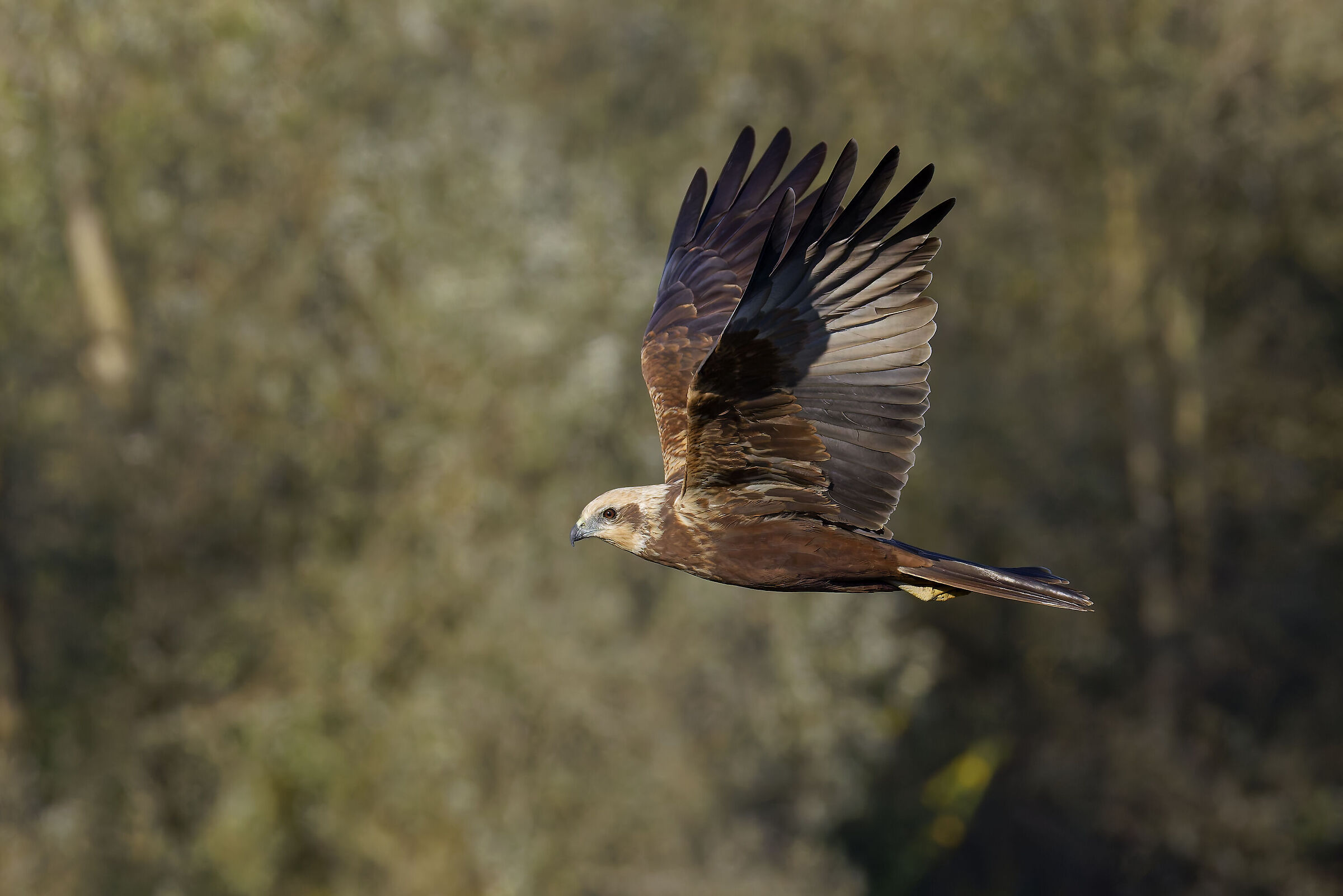 First photos with the new R5ii...