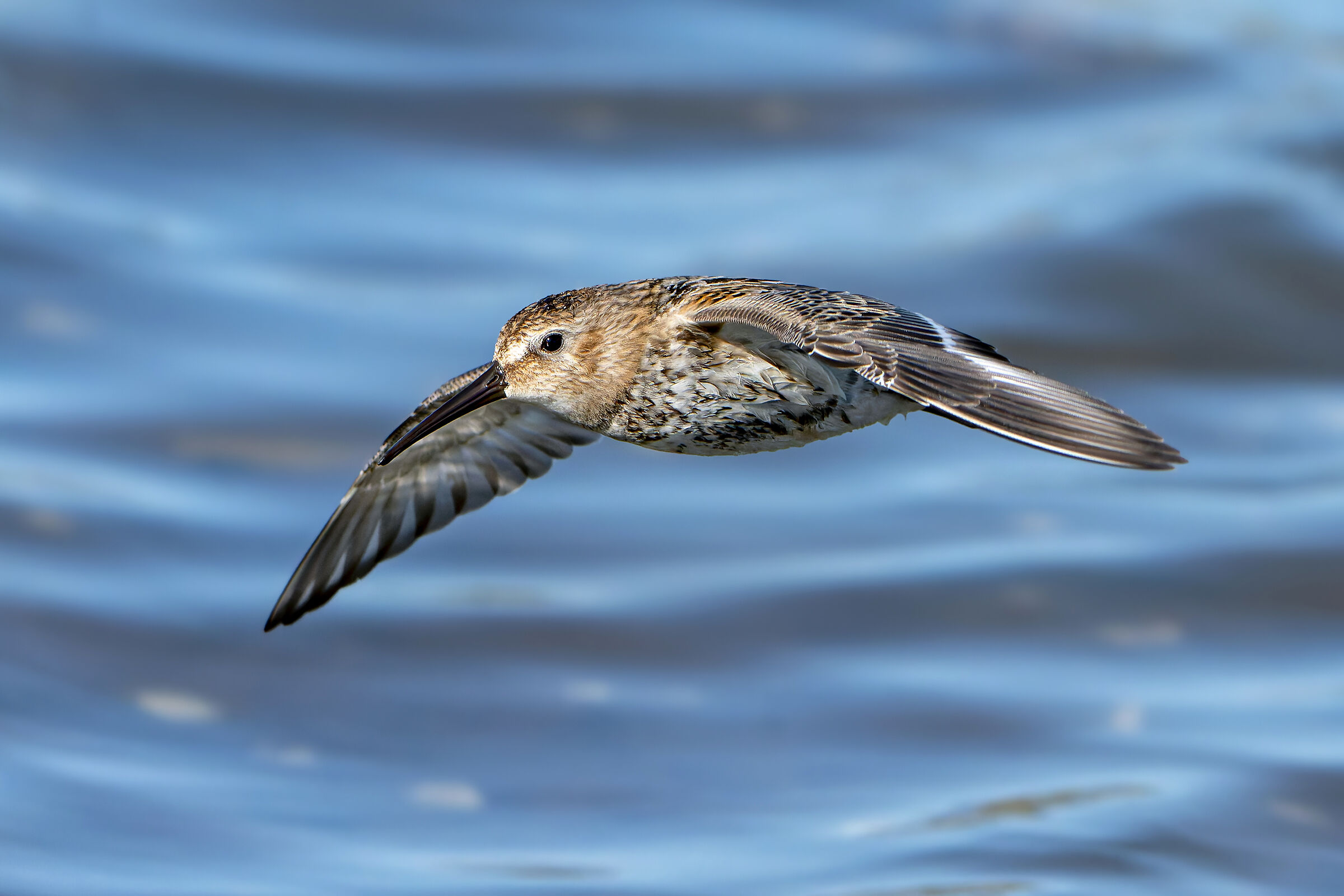 P. pancianera, the sandpiper that creates an atmosphere