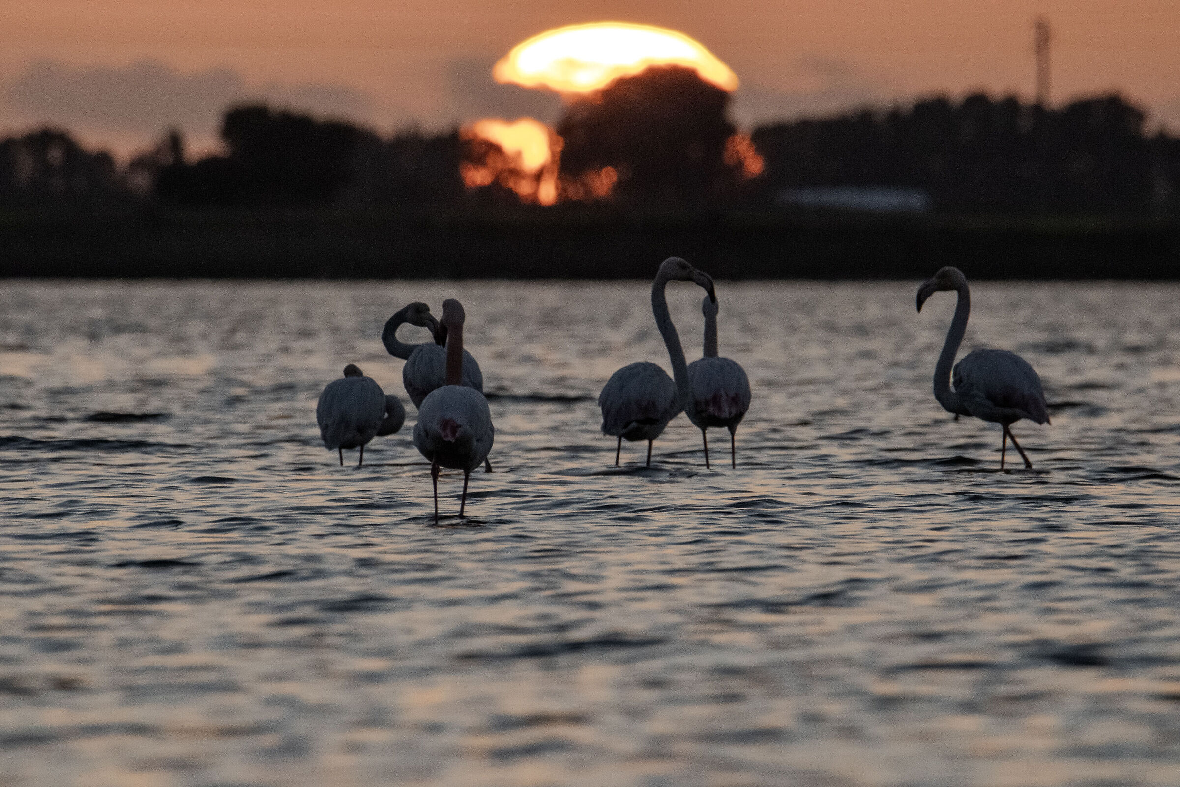 Fenicotteri rosa al tramonto, Sardegna