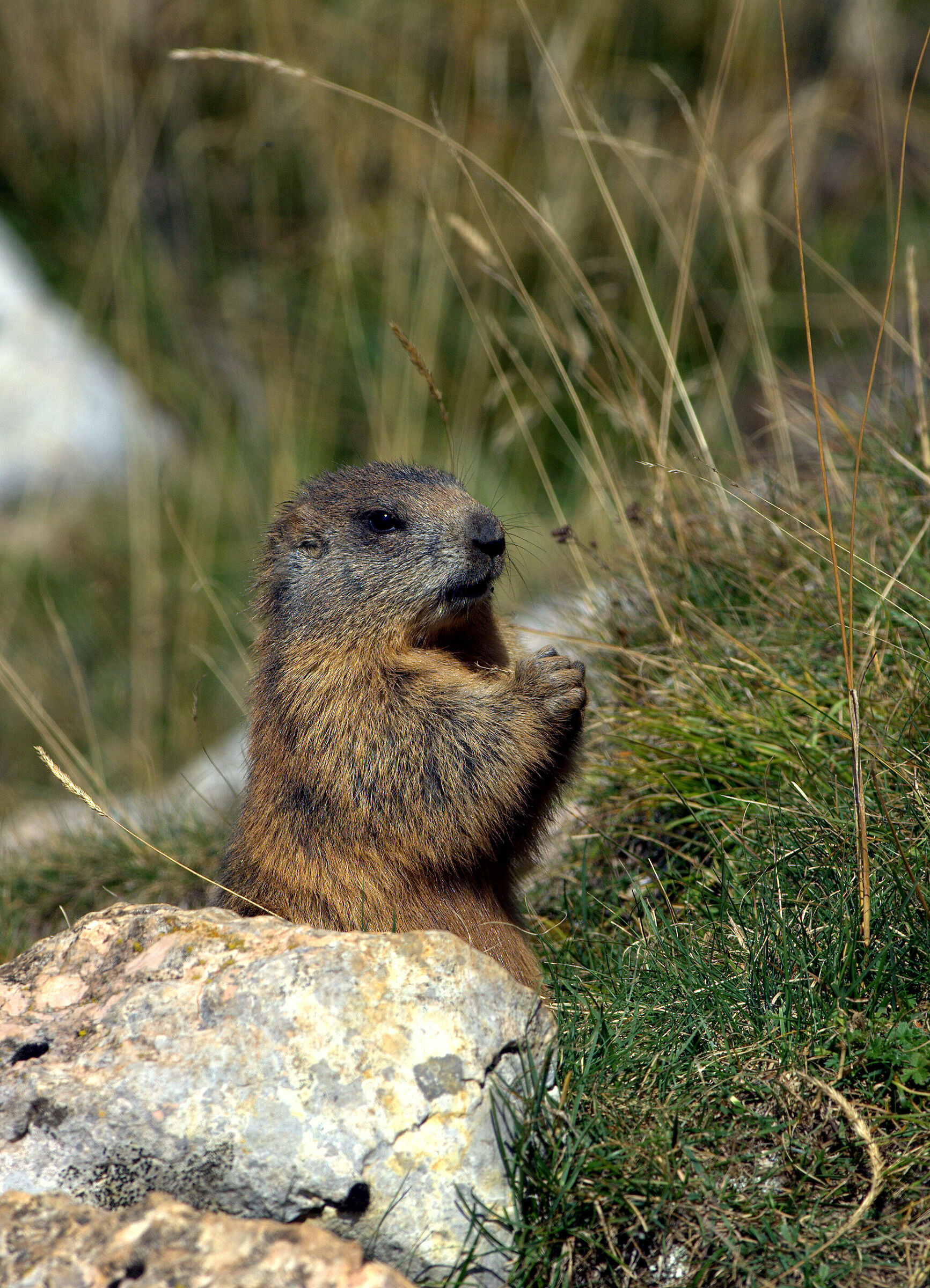 Young marmot