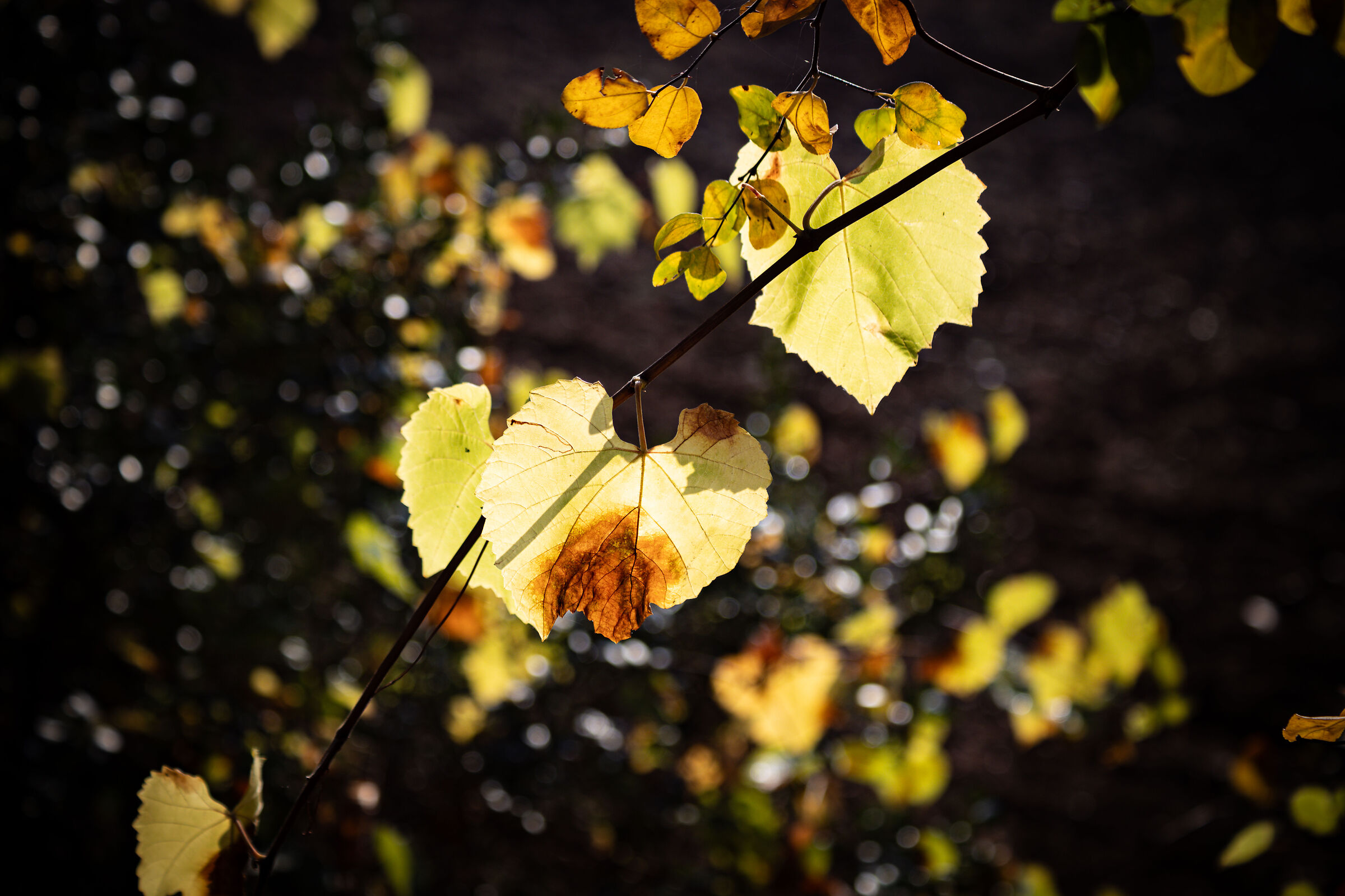 autumn leaves 7