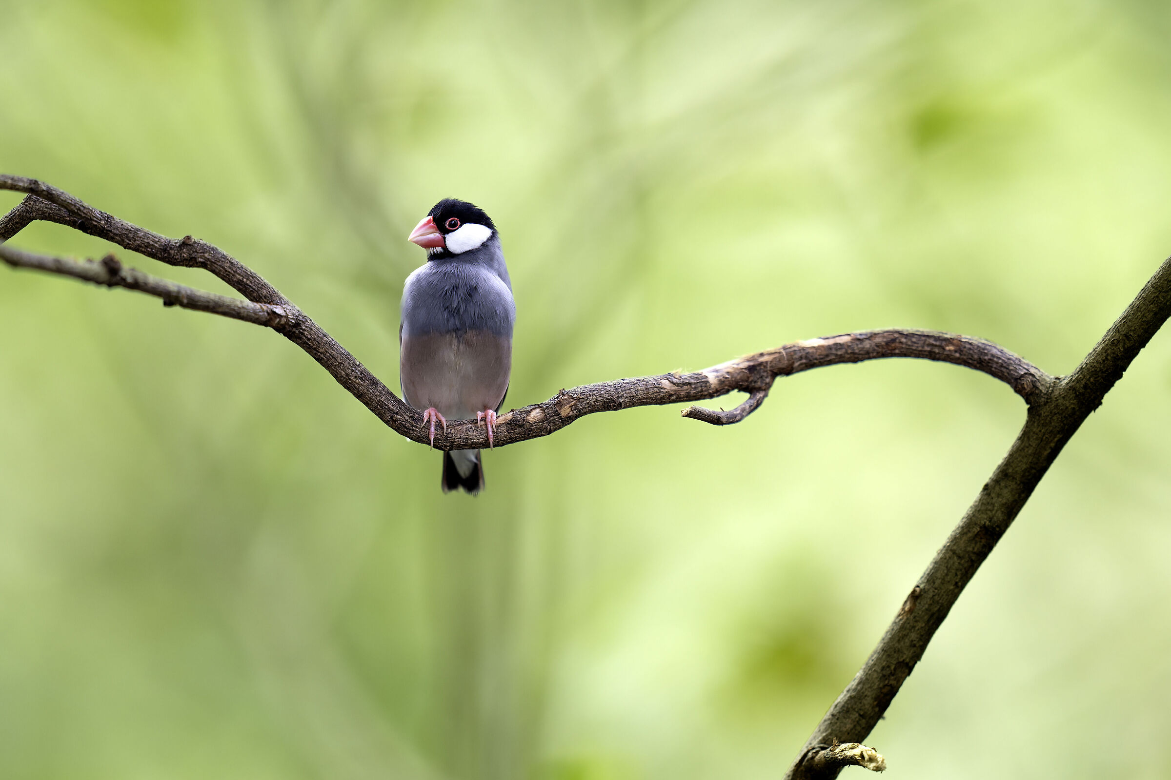 Padda or Javan Finch (Lonchura oryzivora)