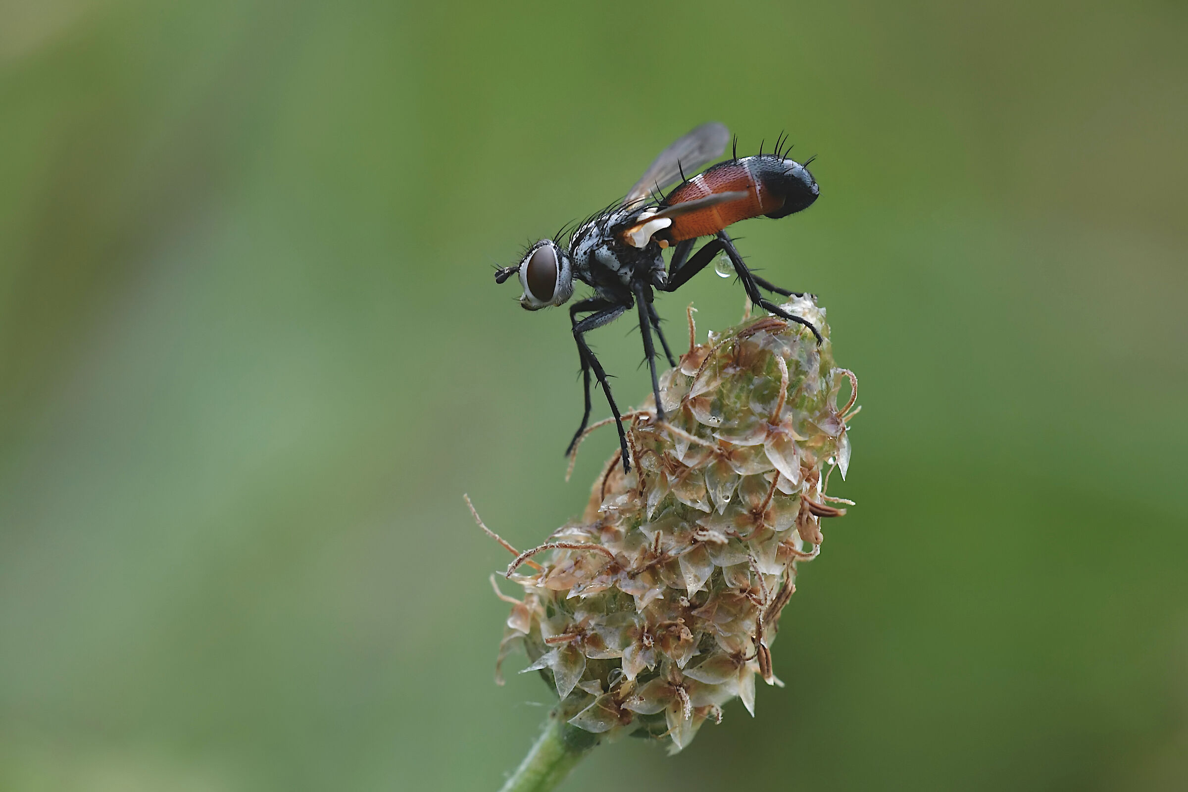 Cylindromya brassicaria