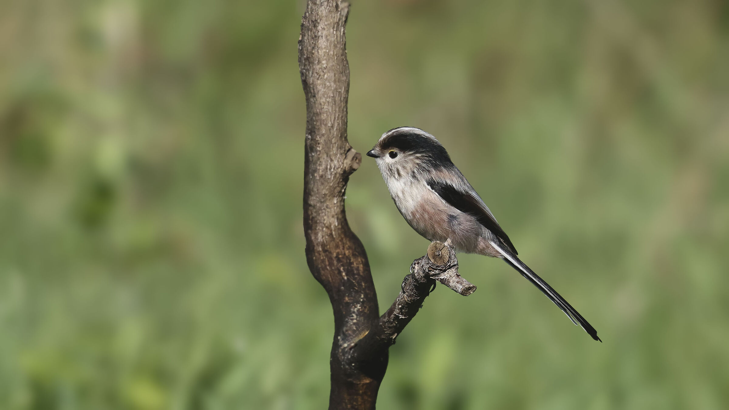 Long-tailed
