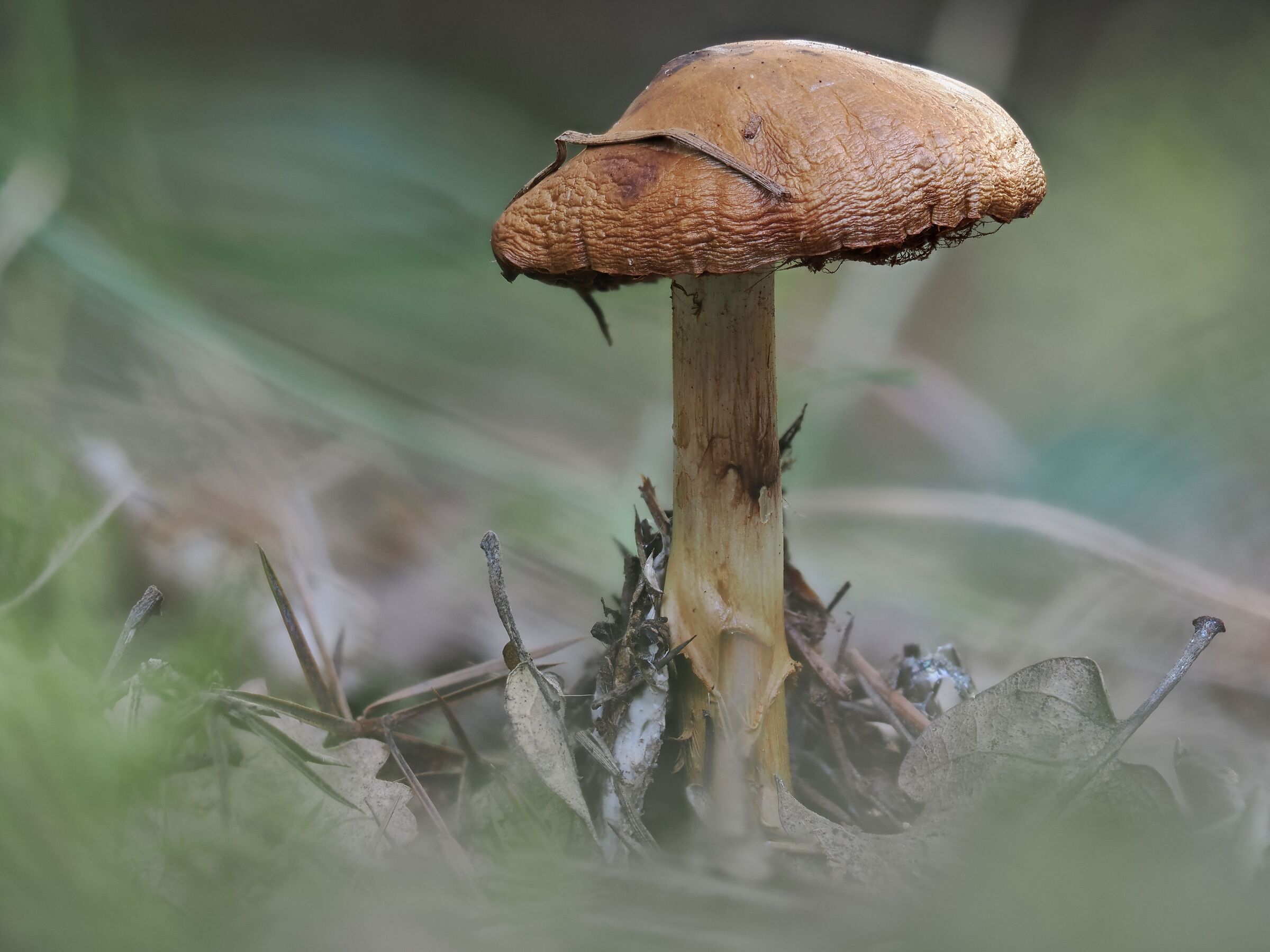 September in the woods