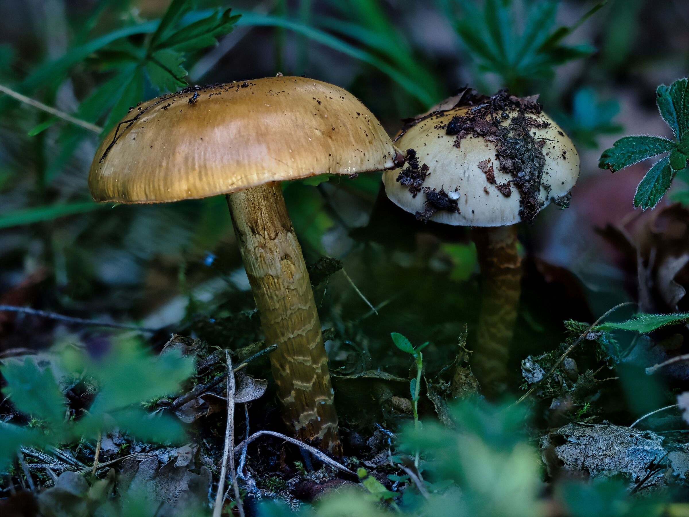 September in the woods