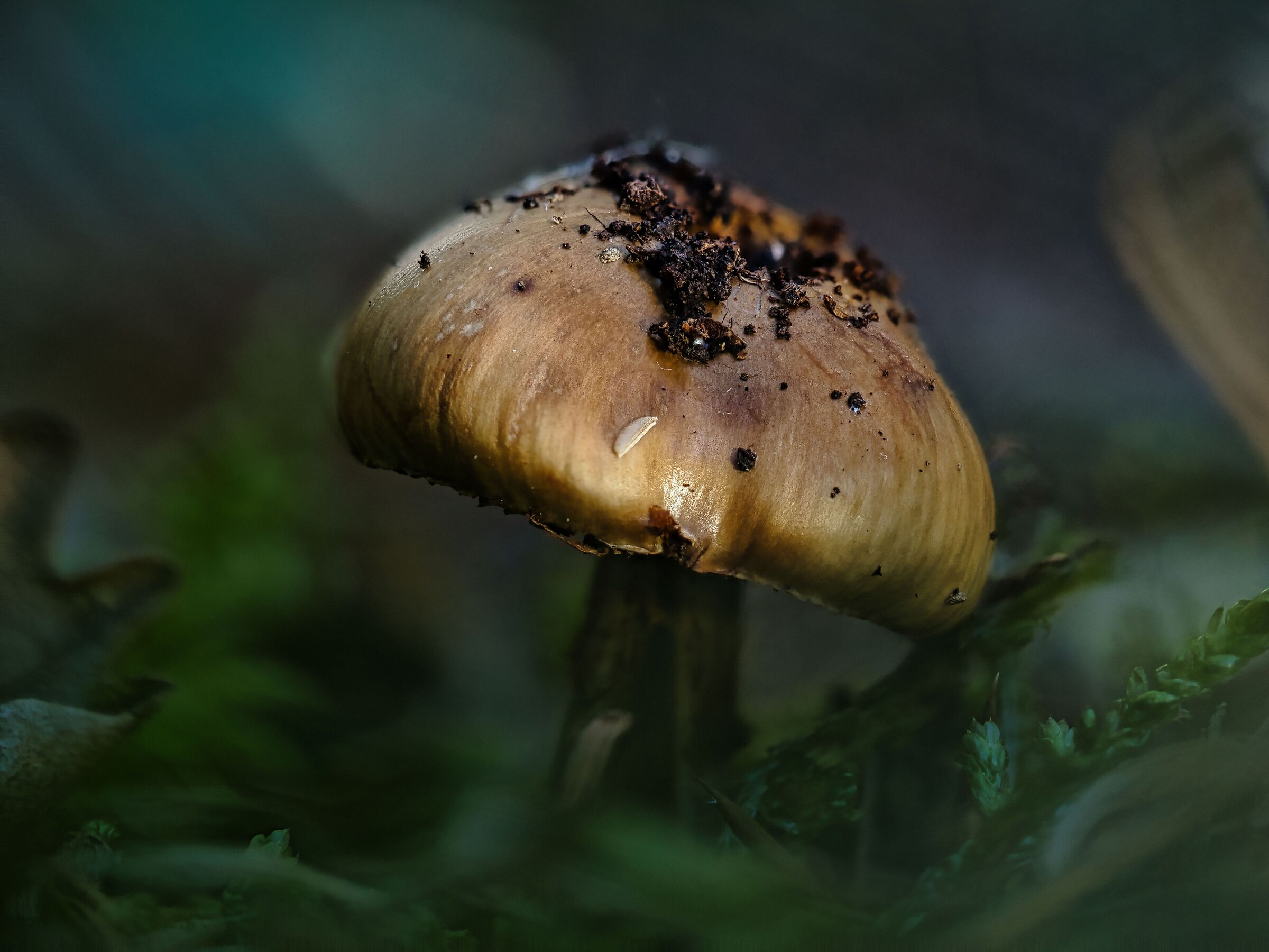 September in the woods