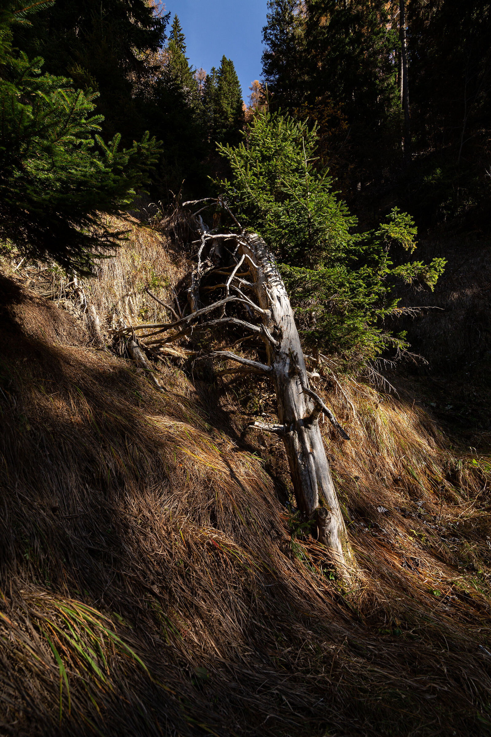 Gentle support. Col Duro, Forcella Cibiana.