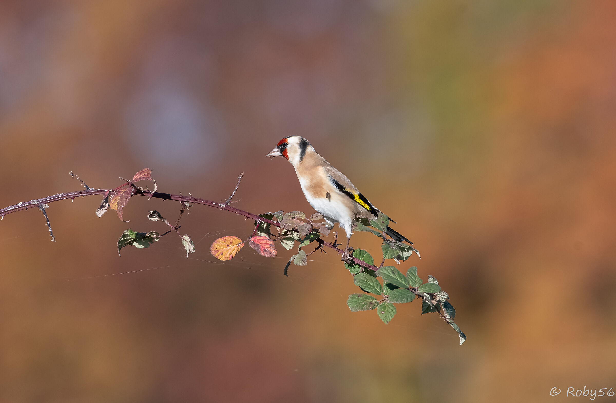 The magic of autumn...