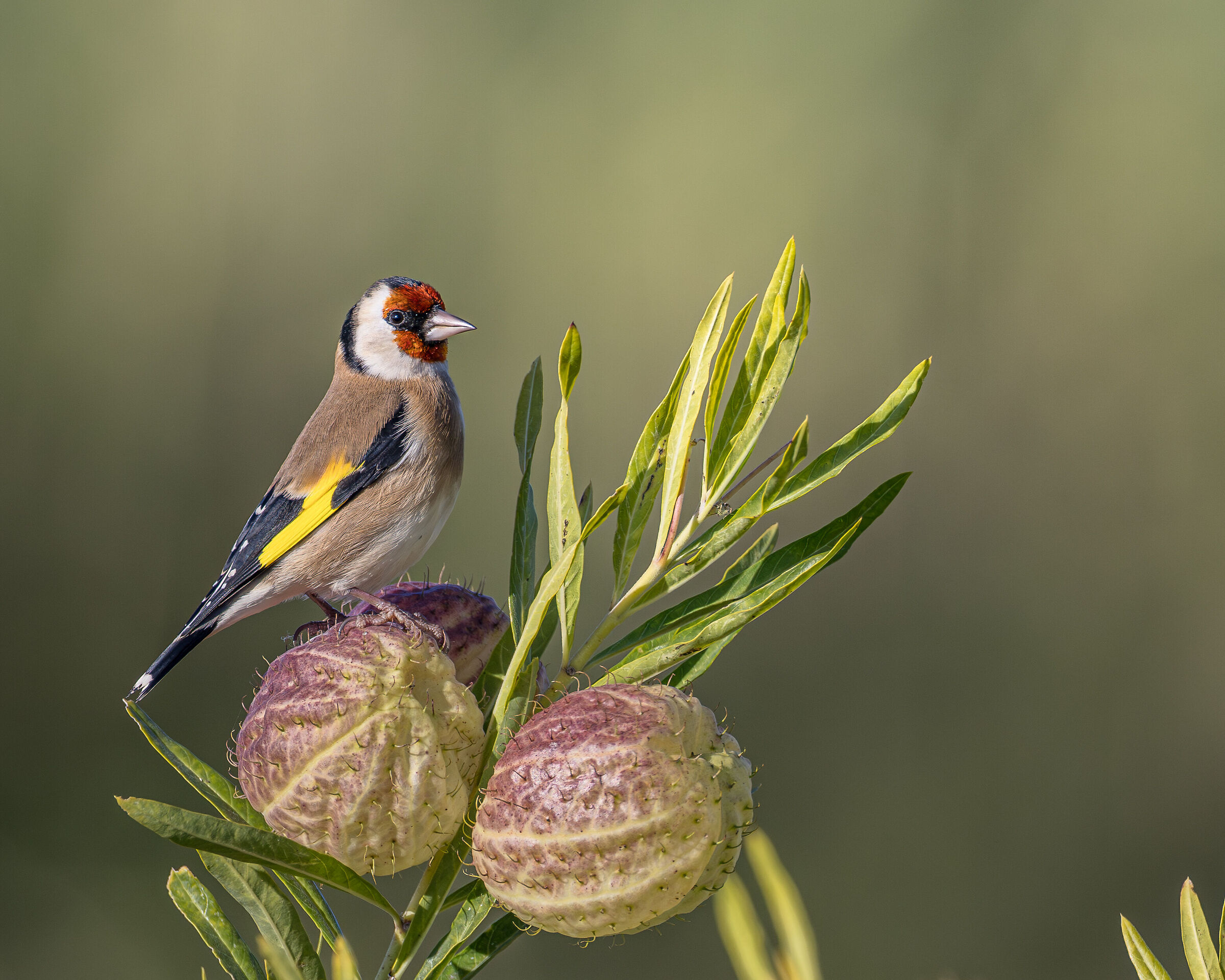 Goldfinch