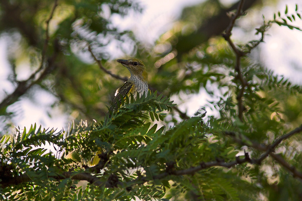 Oriole female.