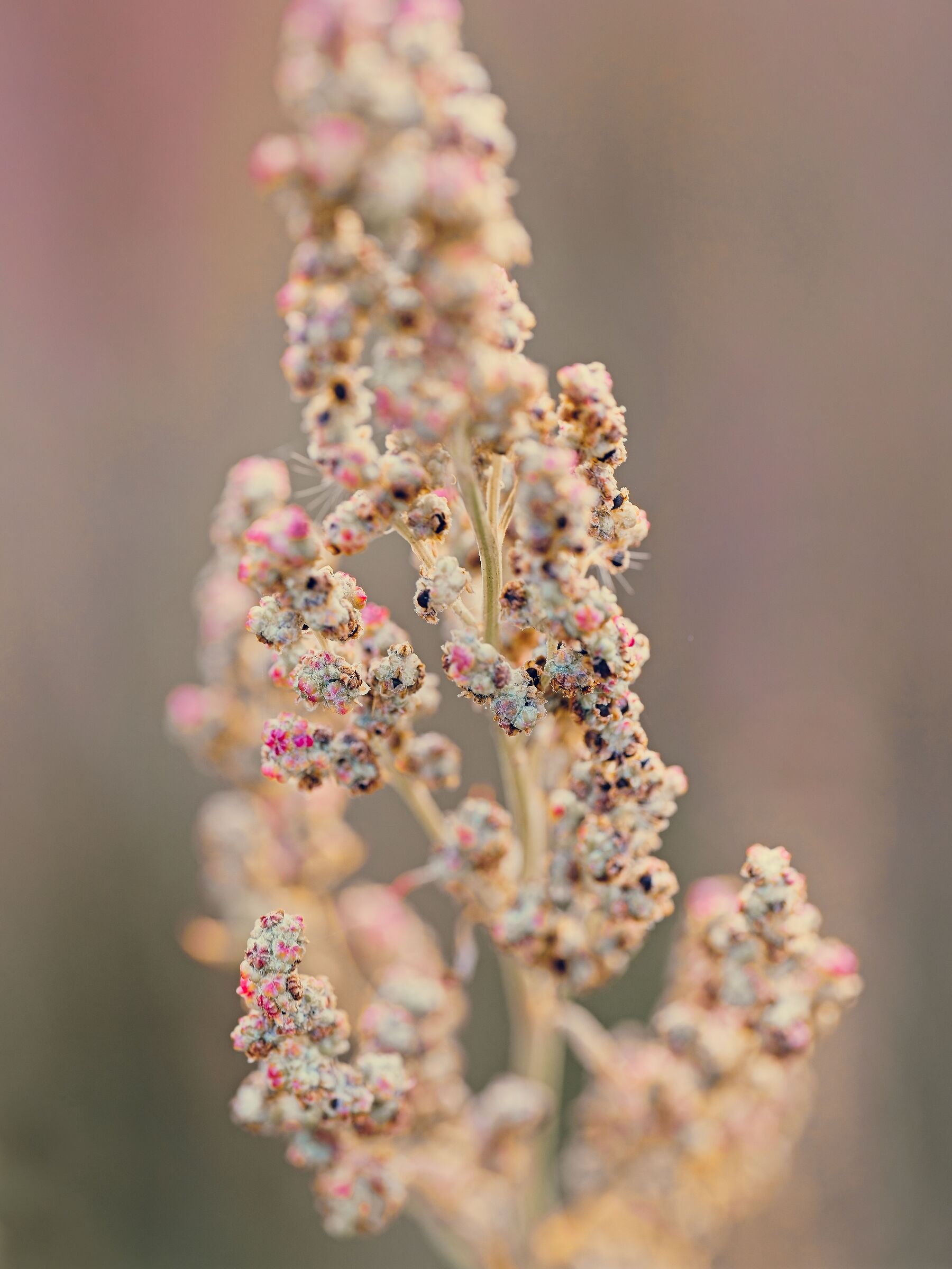 White goosefoot