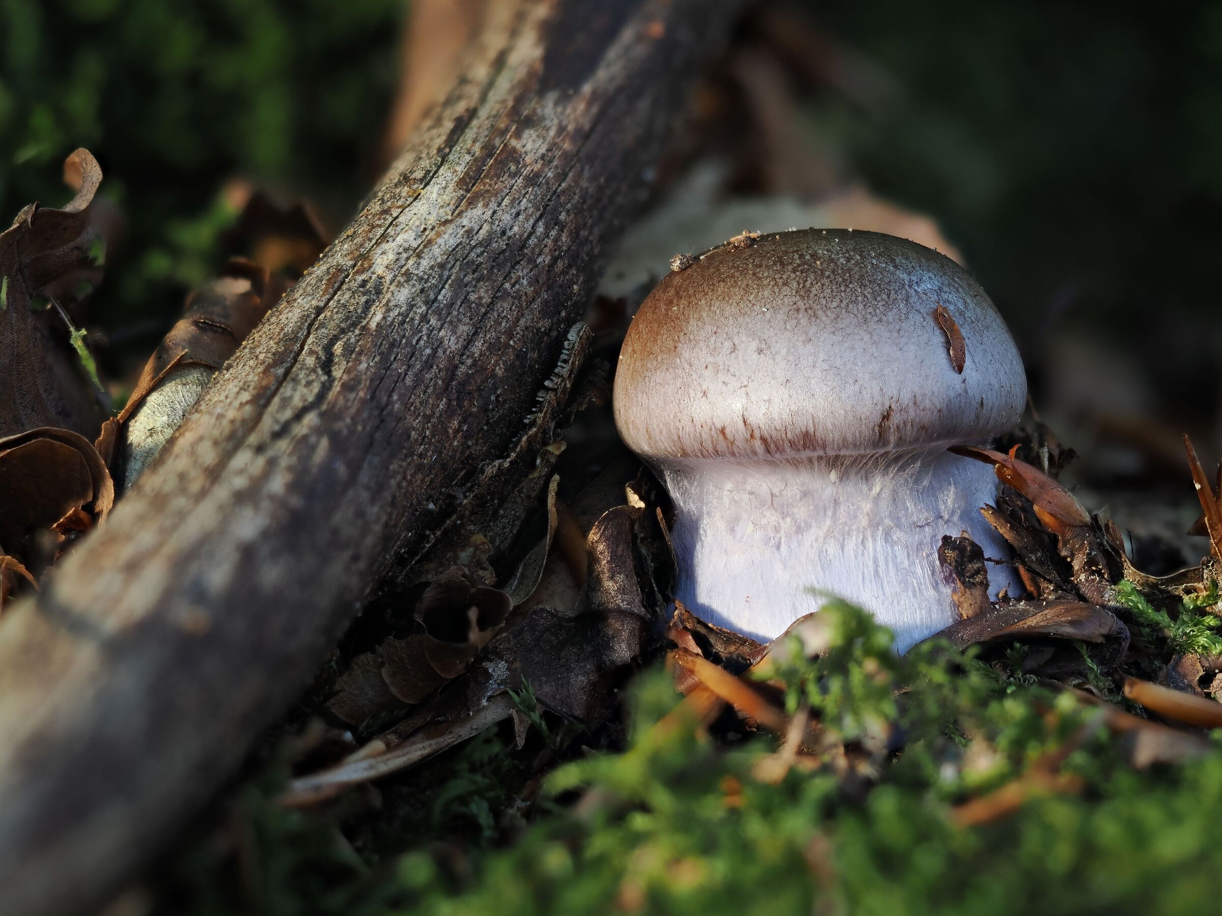 September in the woods