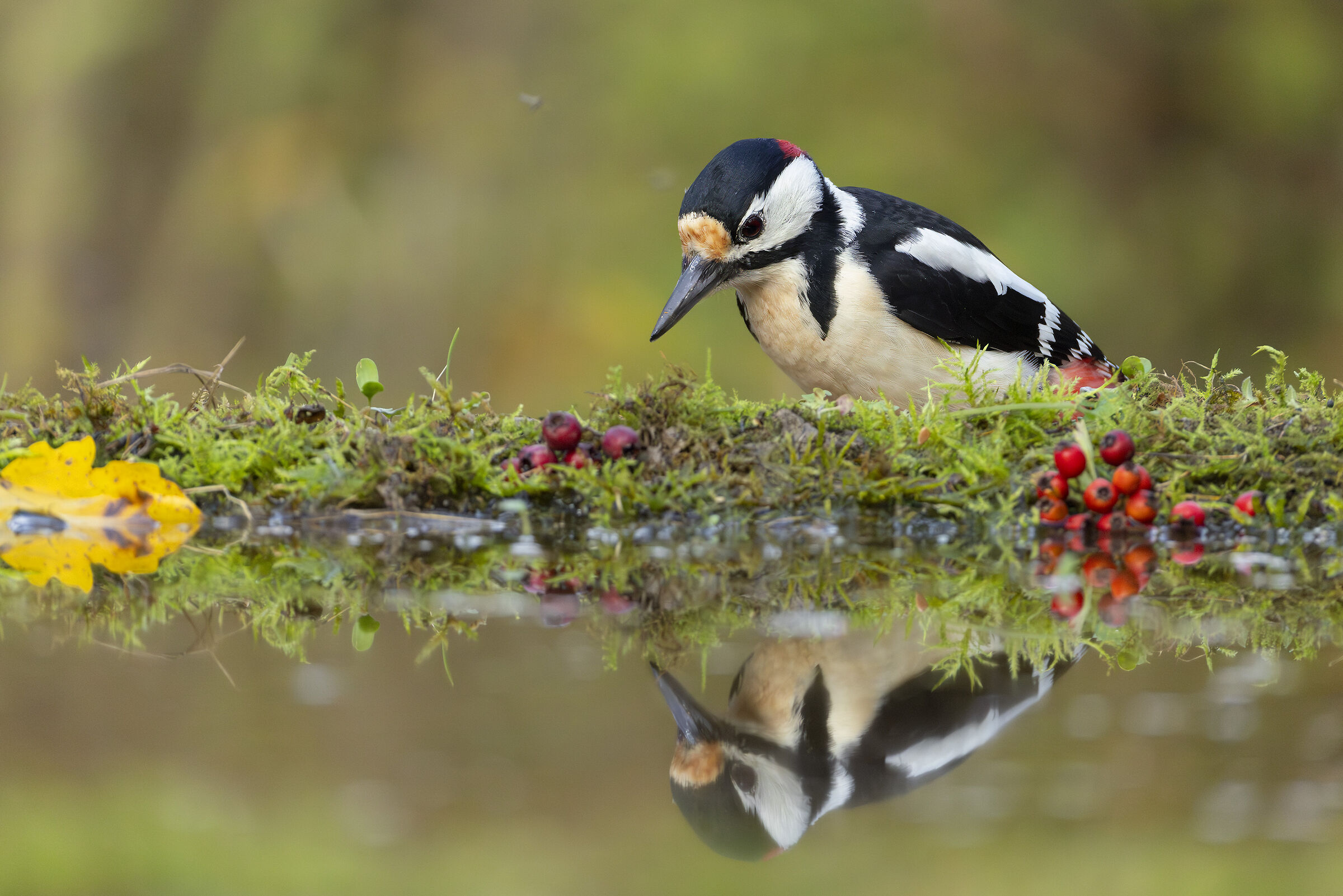 Great Spotted Woodpecker