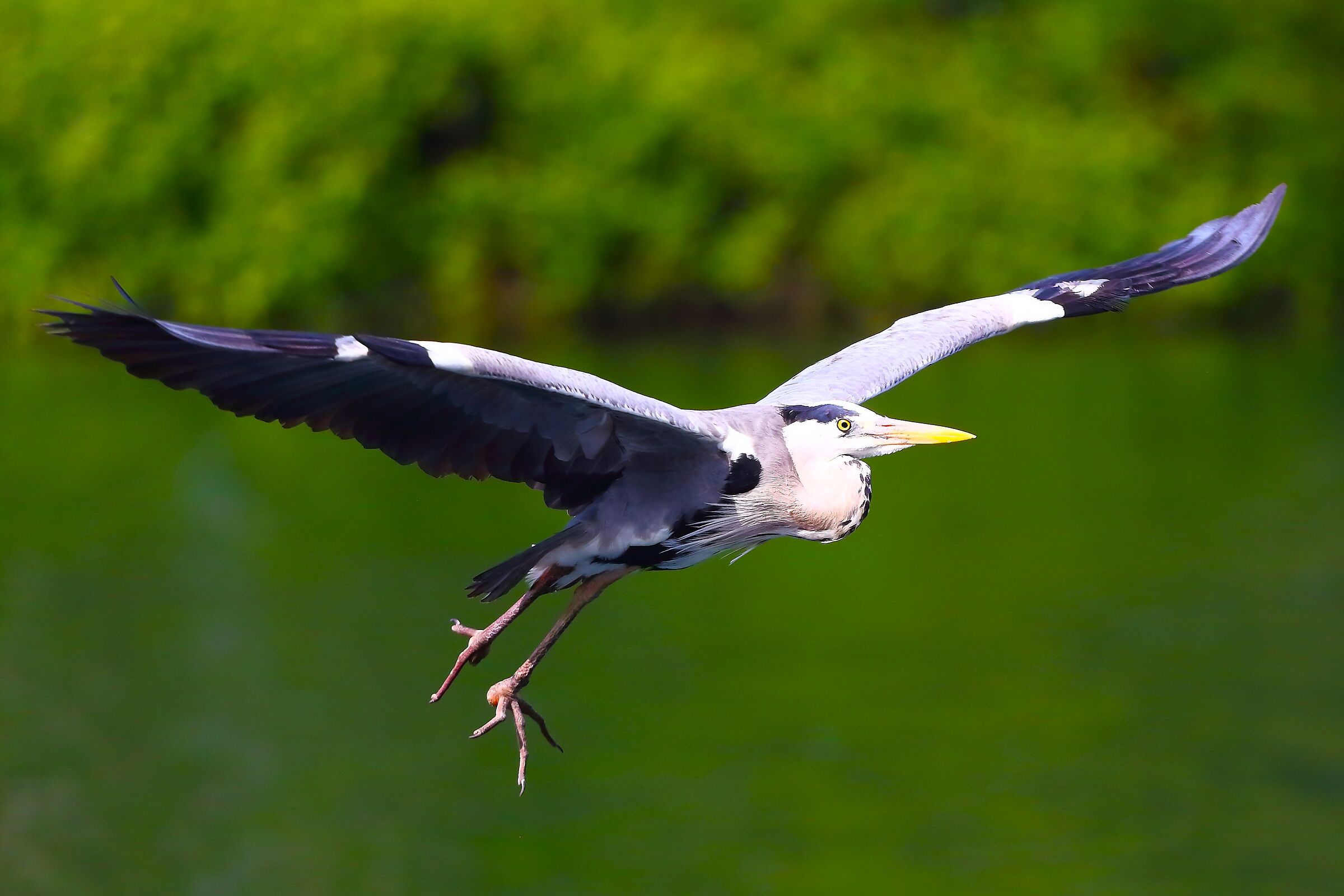Cenerino 21 maggio 2025 - 9999_70