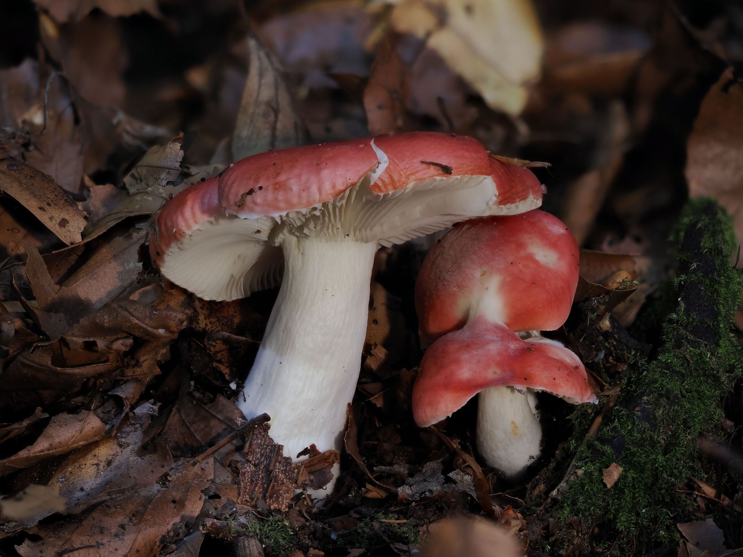 September in the woods