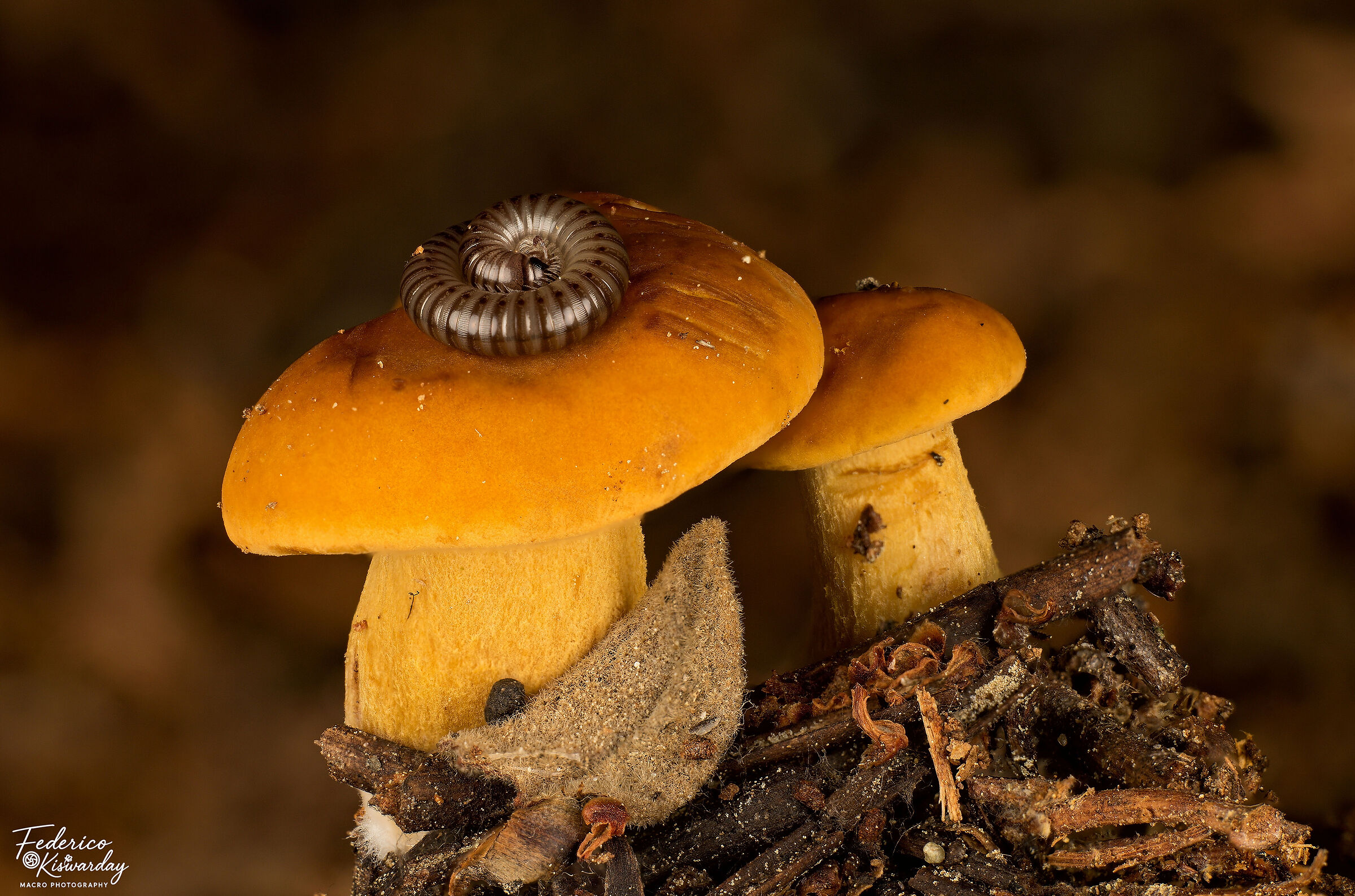 Gymnopilus penetrans: golden mushroom with centipede