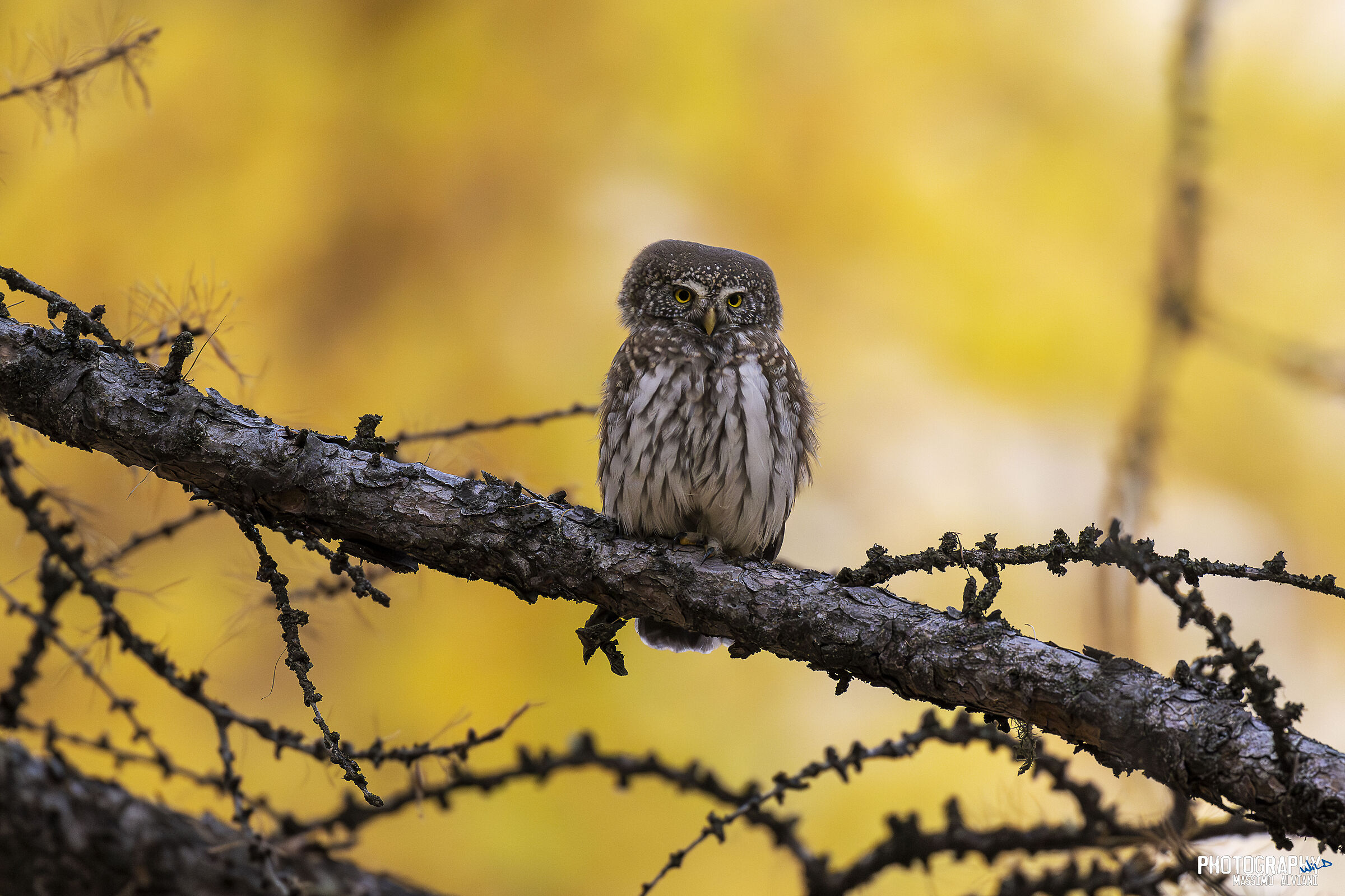 Autunno e la civetta.