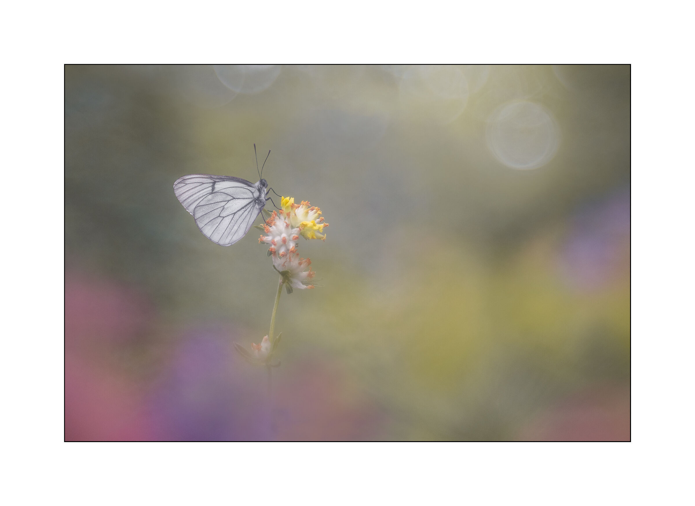 aporia
