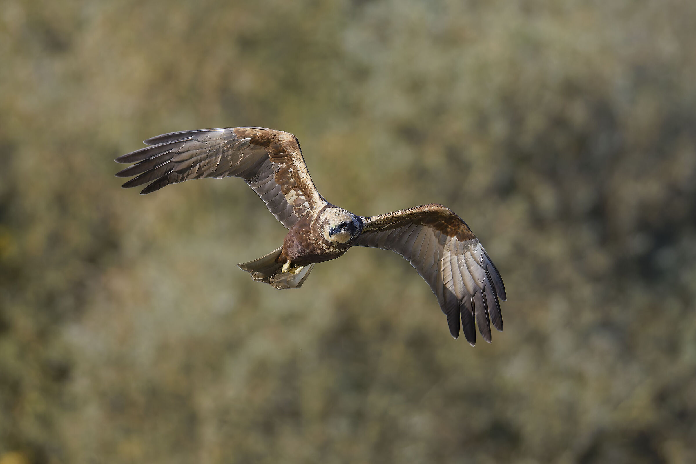 First photos with the new R5ii...