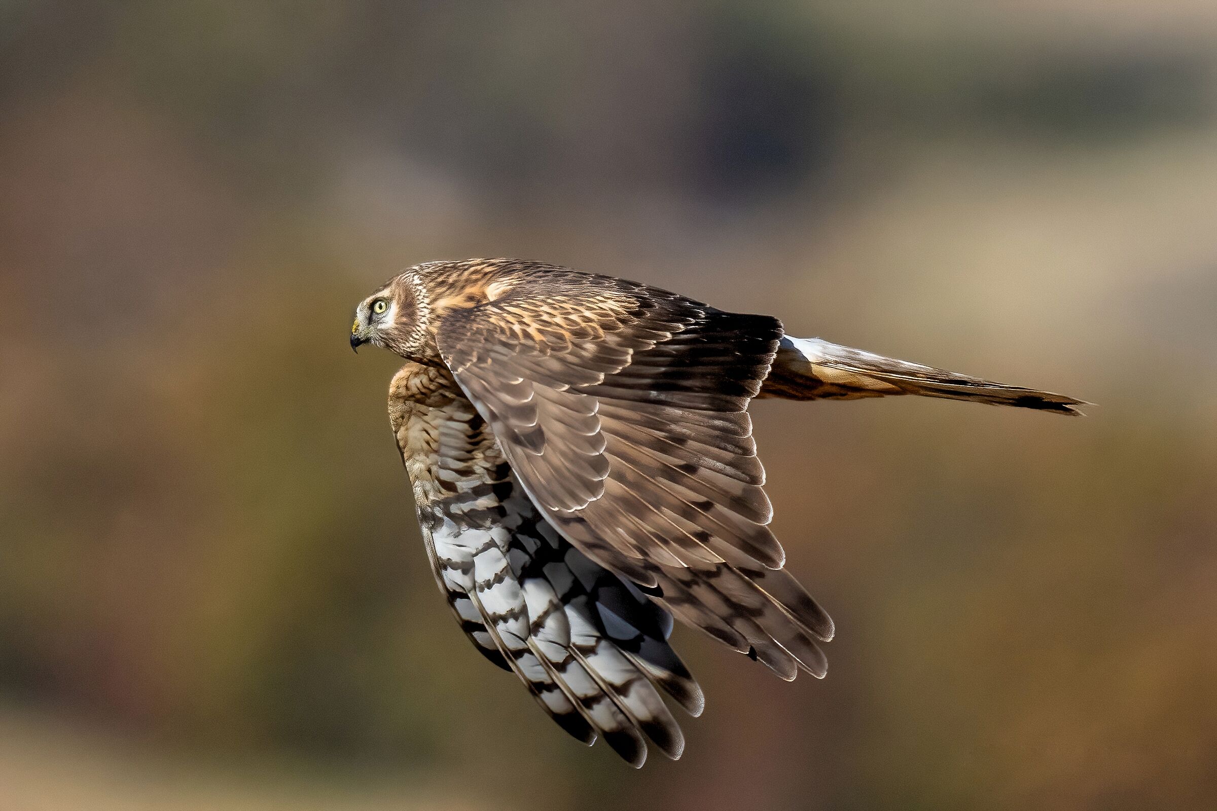 Hen Harrier (Circus cyaneus) female
