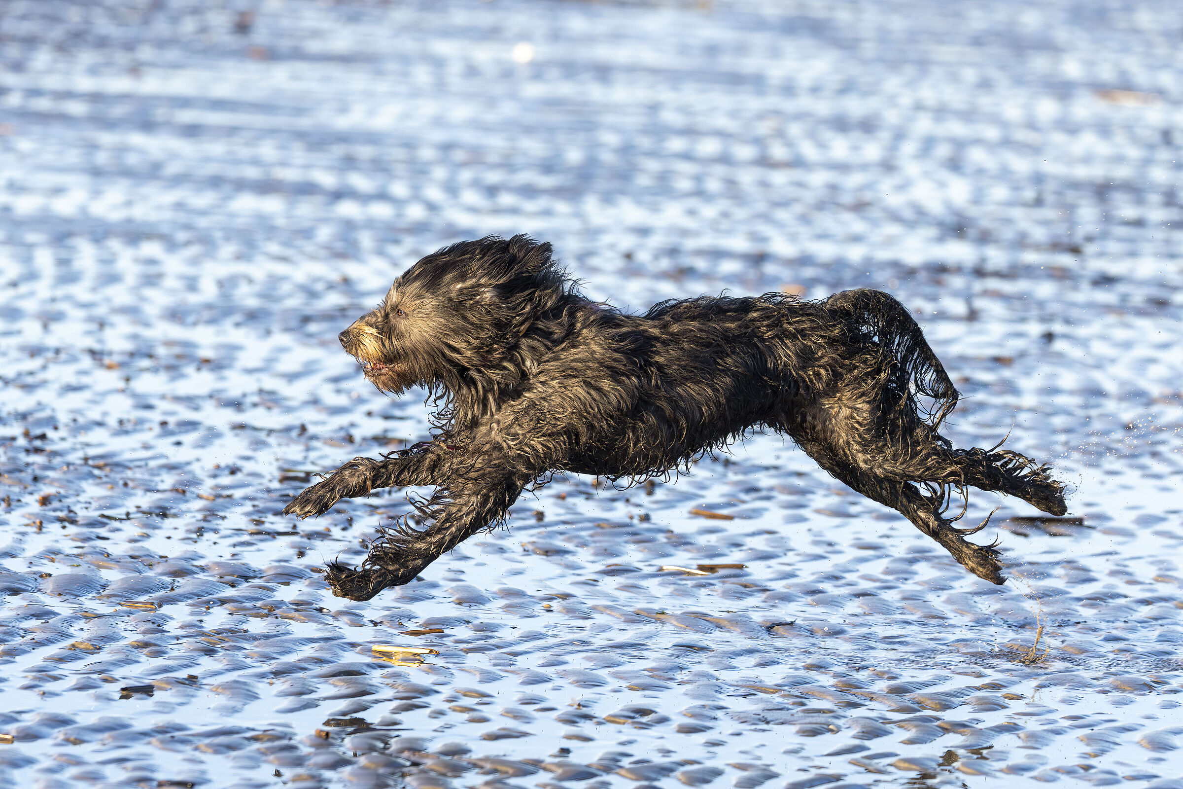 Peggy. La mia cagnolina