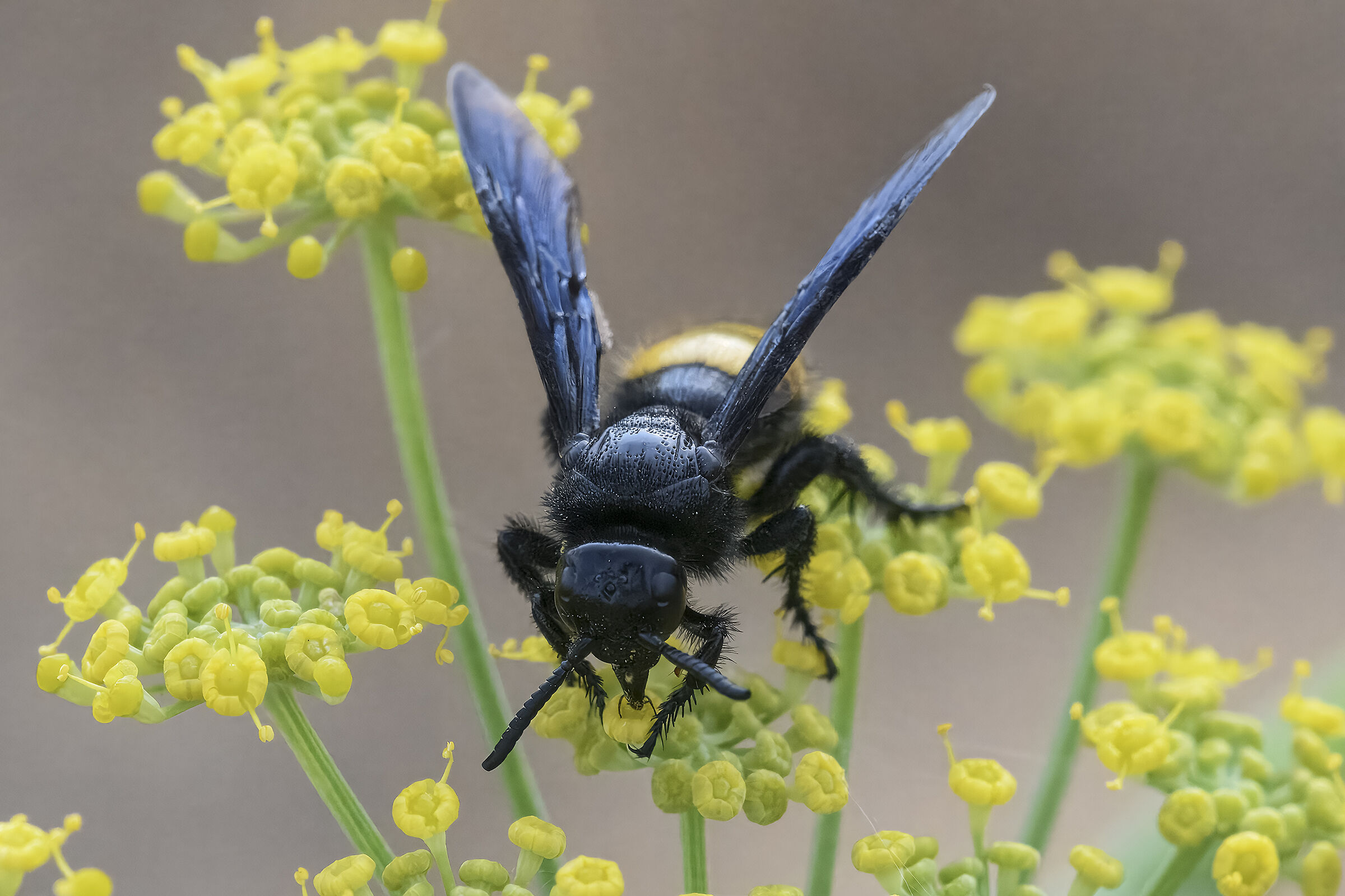 Scolia hirta