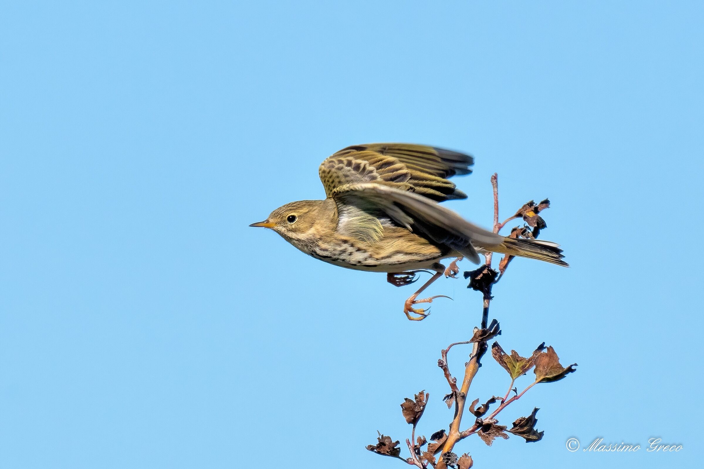 Prispolone (Anthus trivialis)