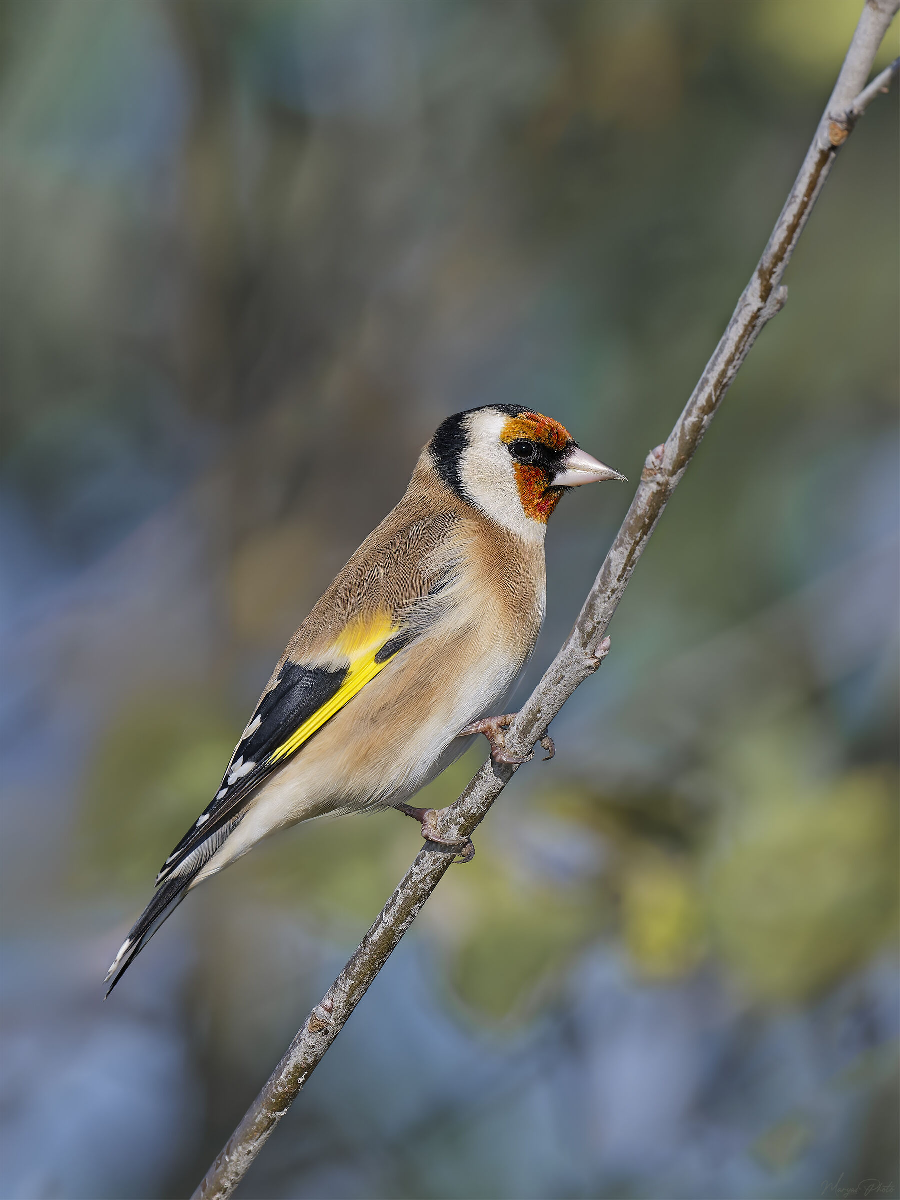 Cardellino