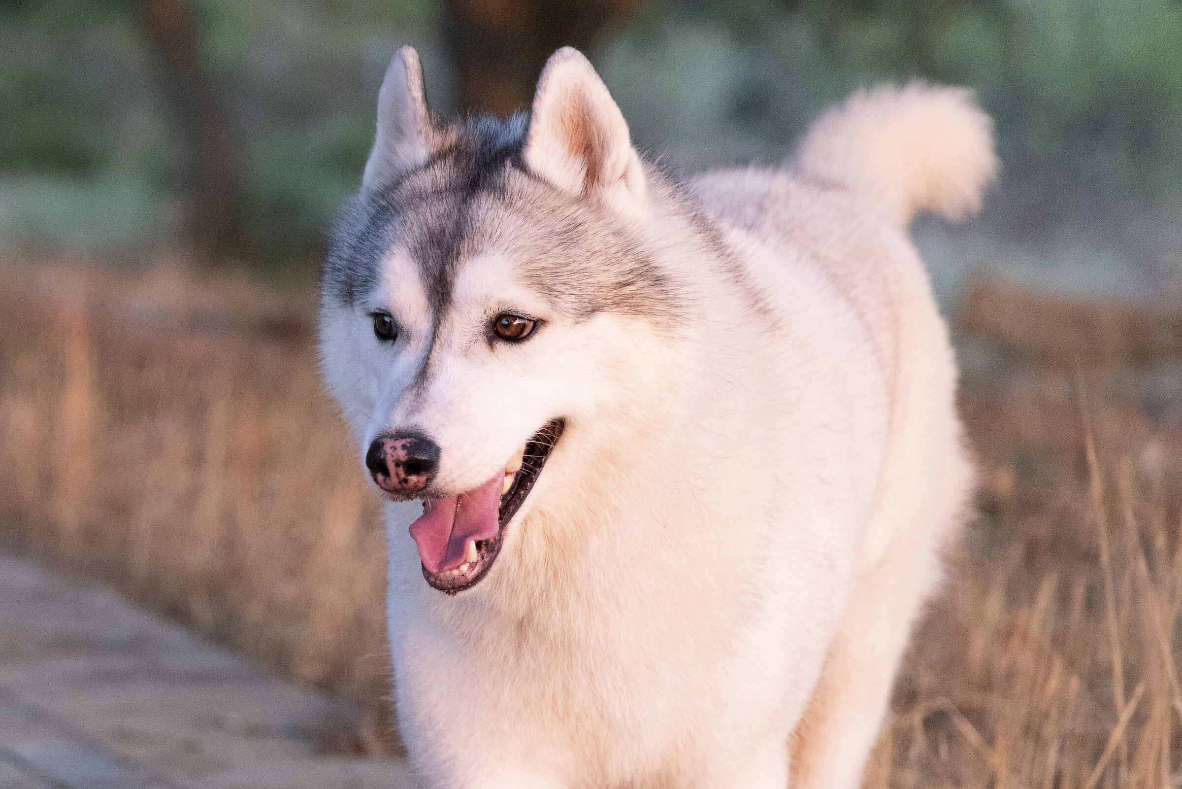 Passeggiata al tramonto