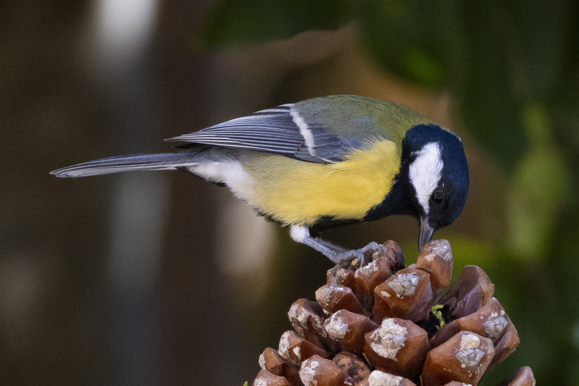 Cinciallegra curiosa