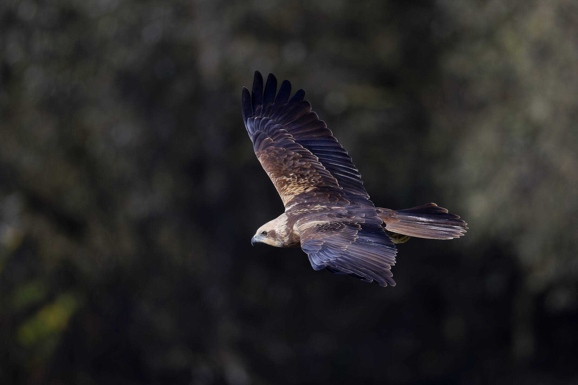 First photos with the new R5ii...