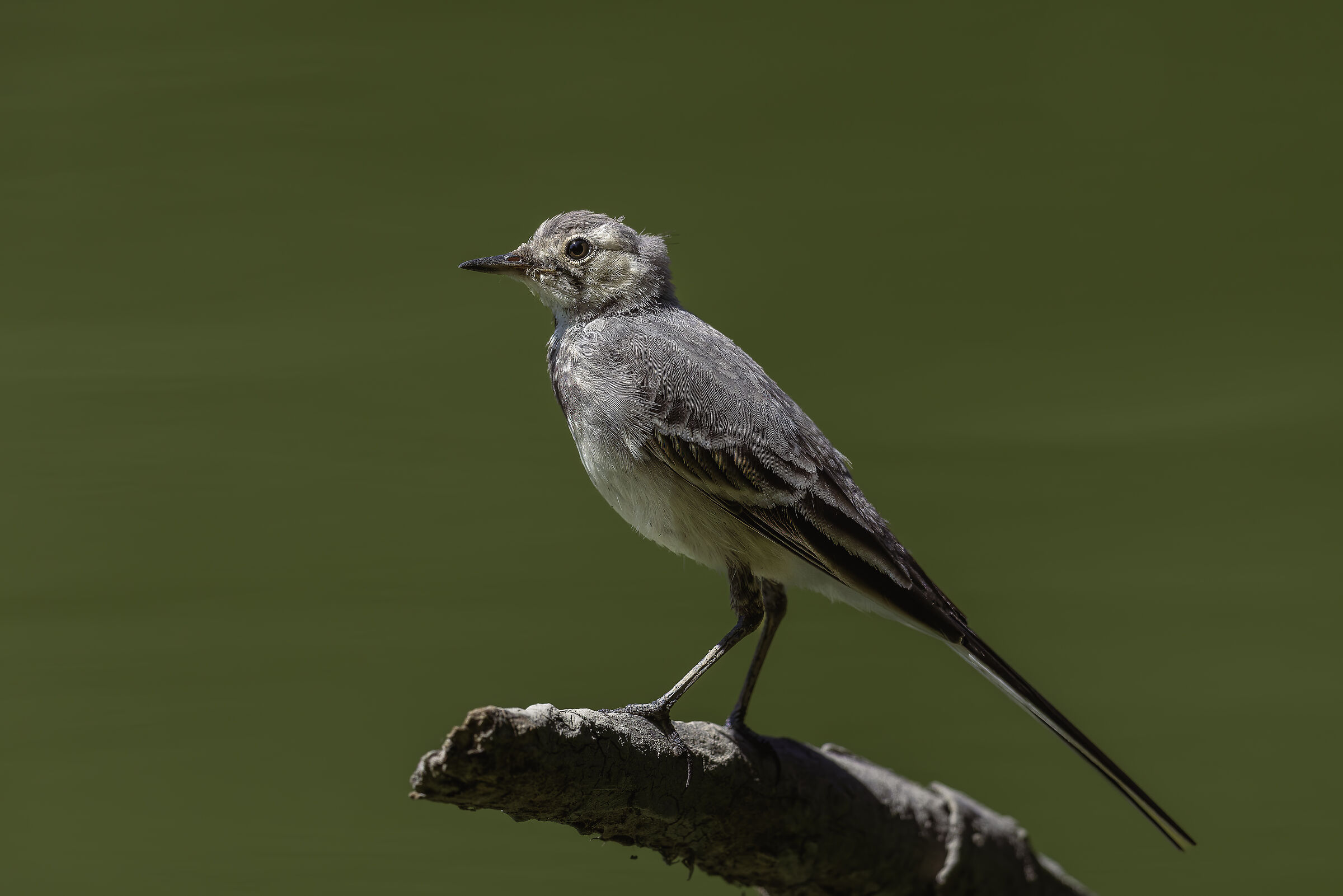 White wagtail