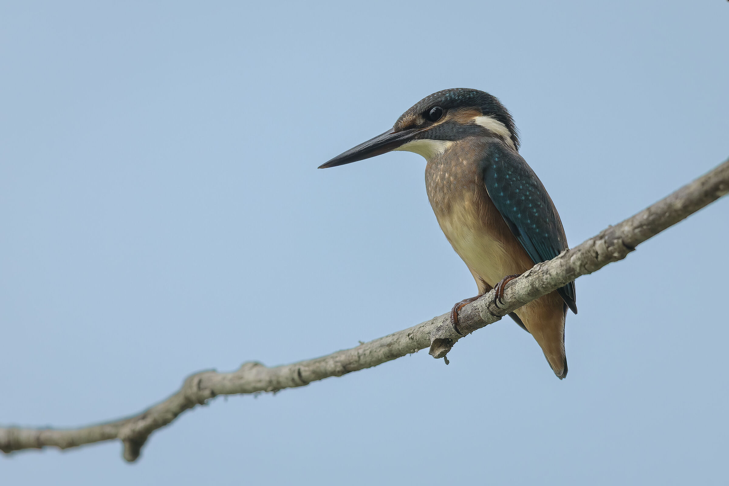 Kingfisher