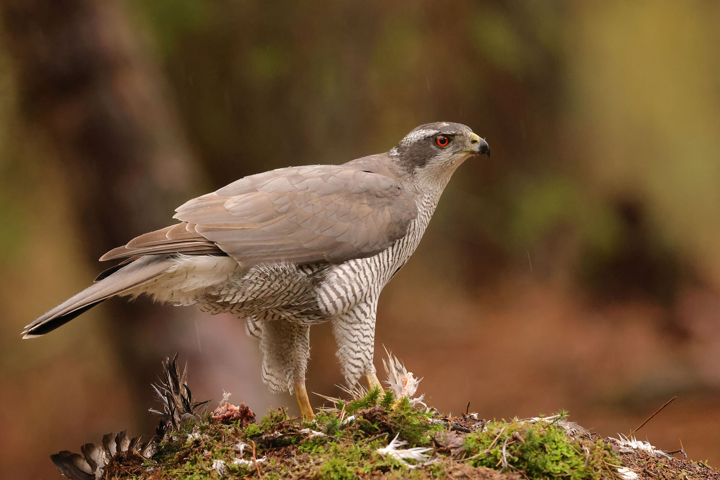 Goshawk