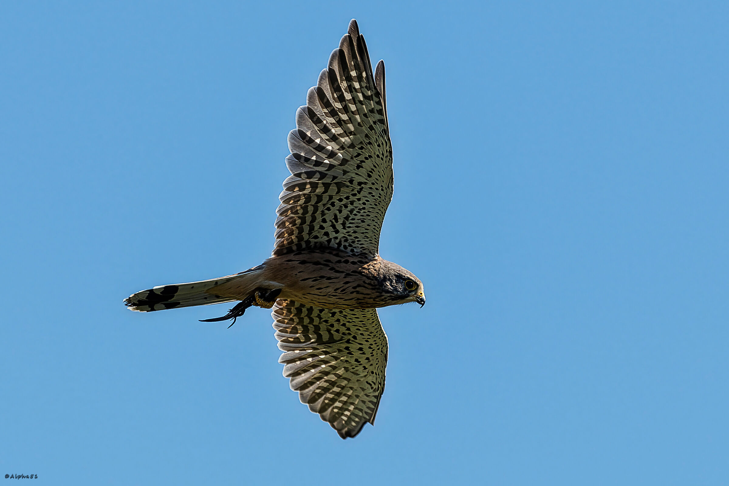 Kestrel with prey