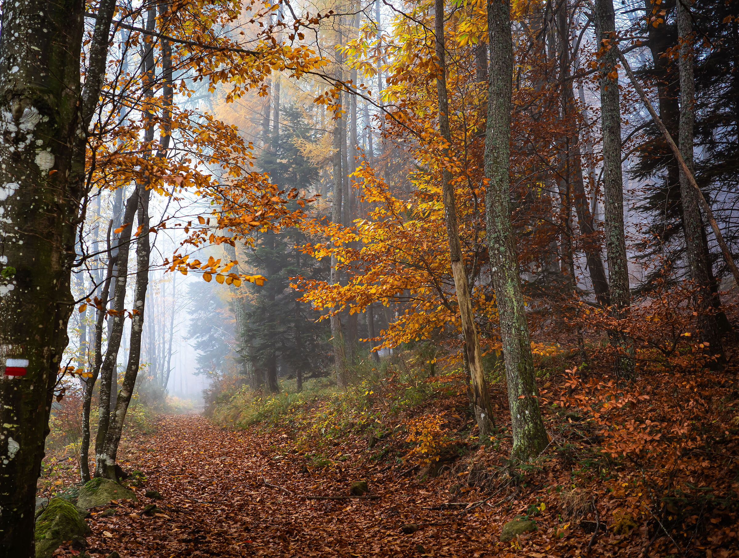 autunno 4