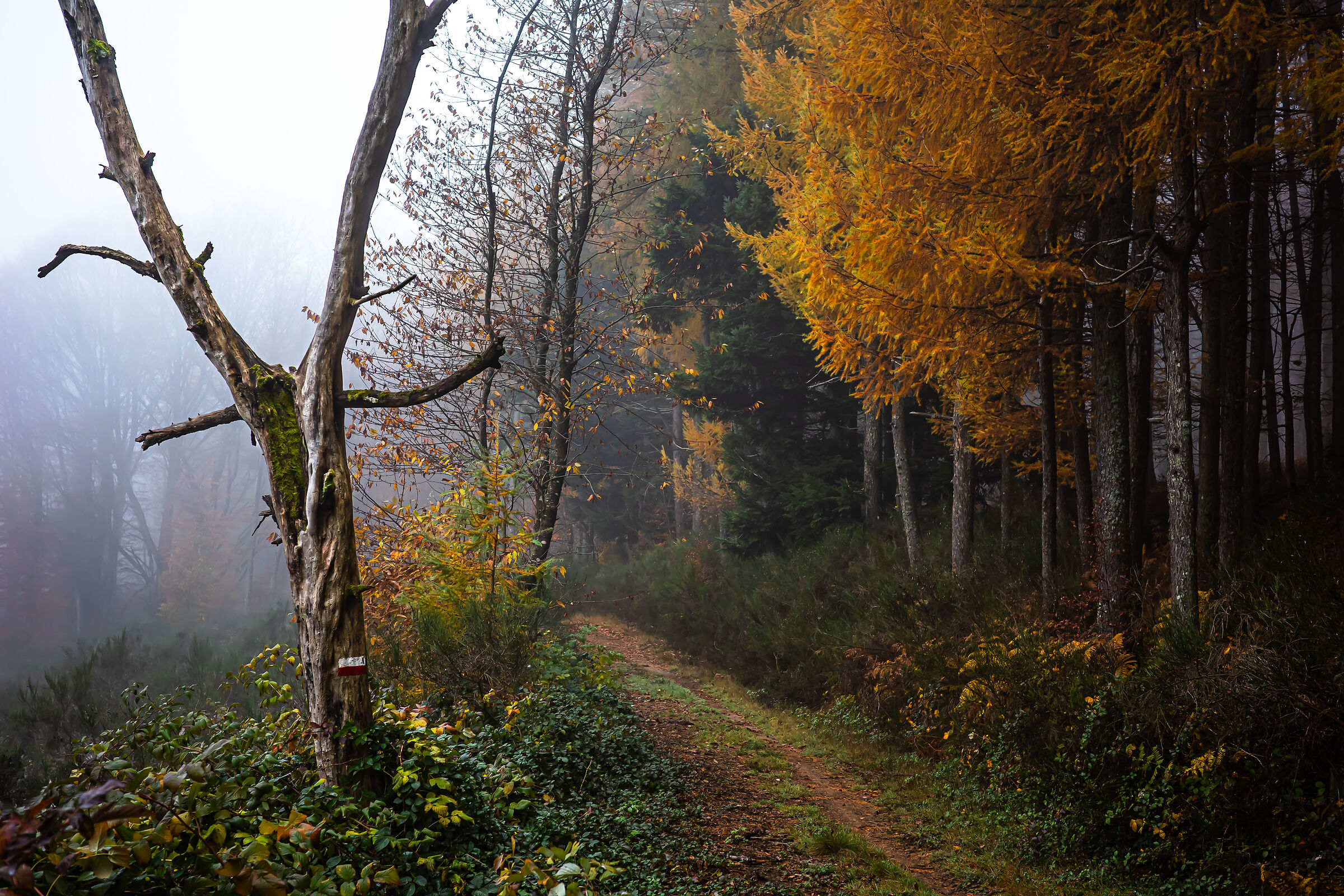 autunno 6