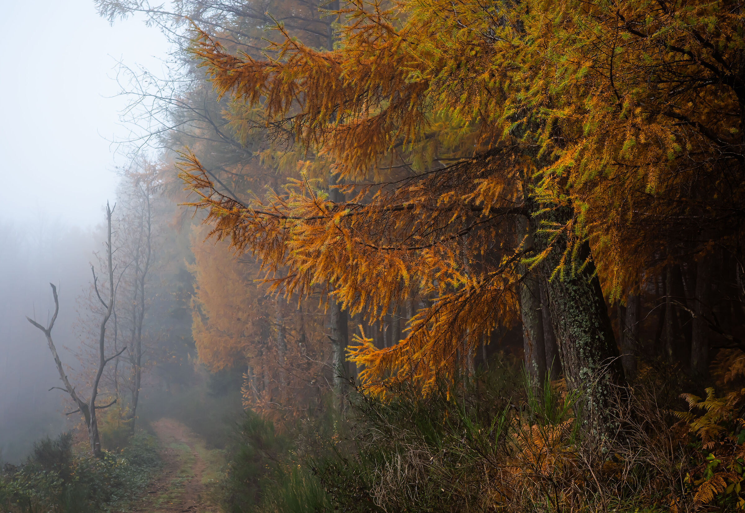 autunno 8