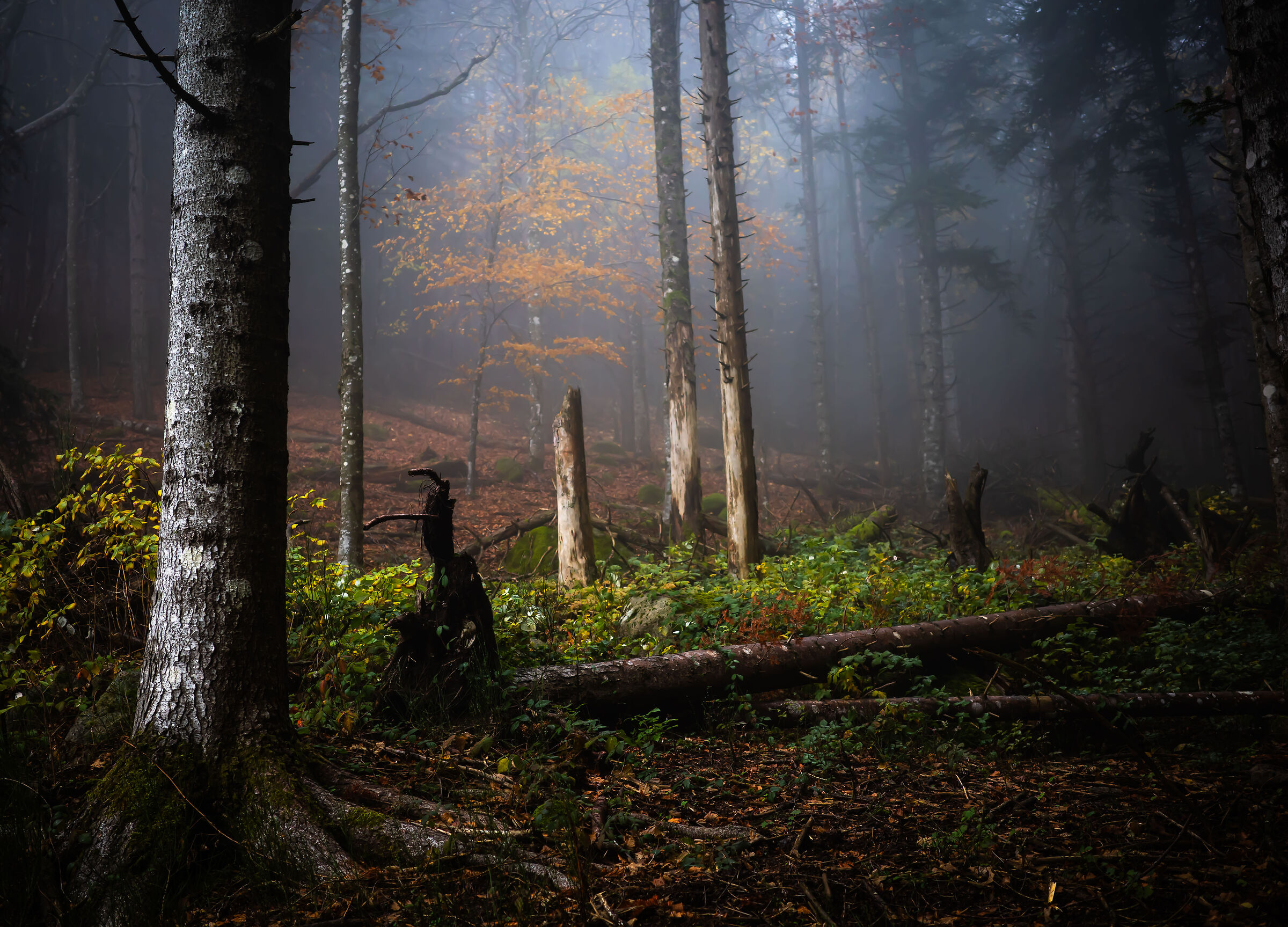 autunno 14