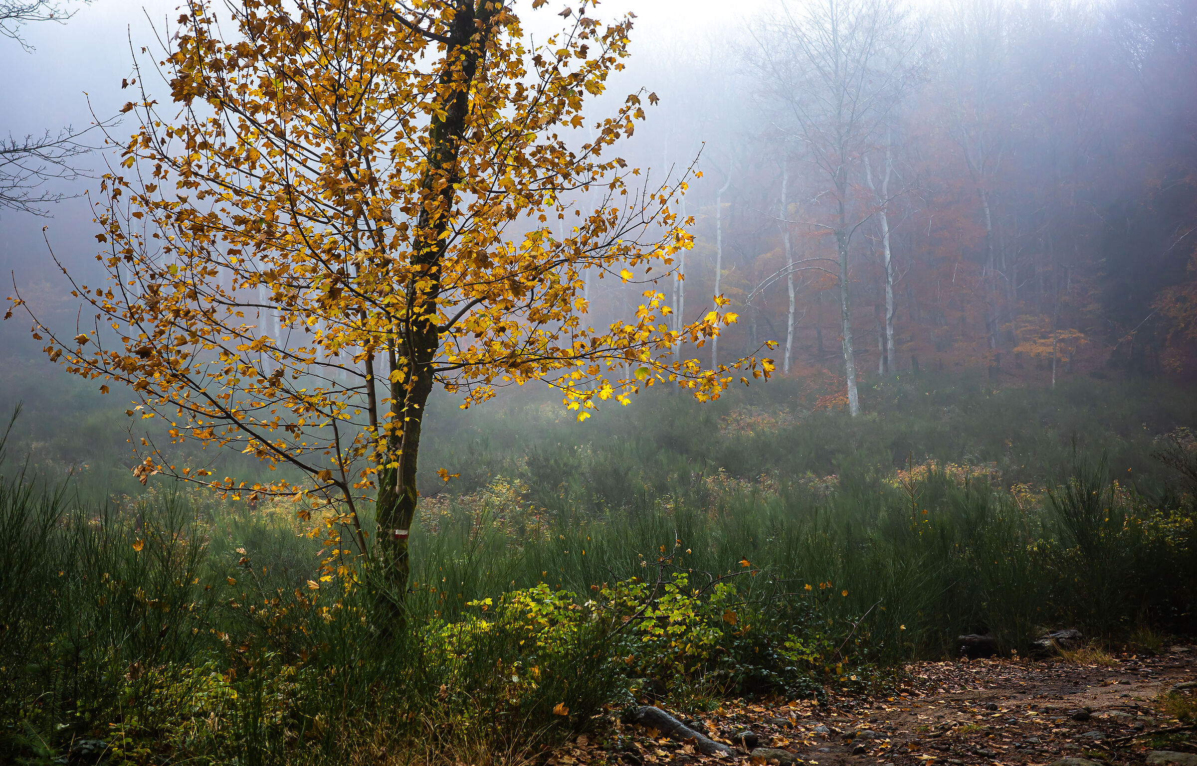 autunno 15