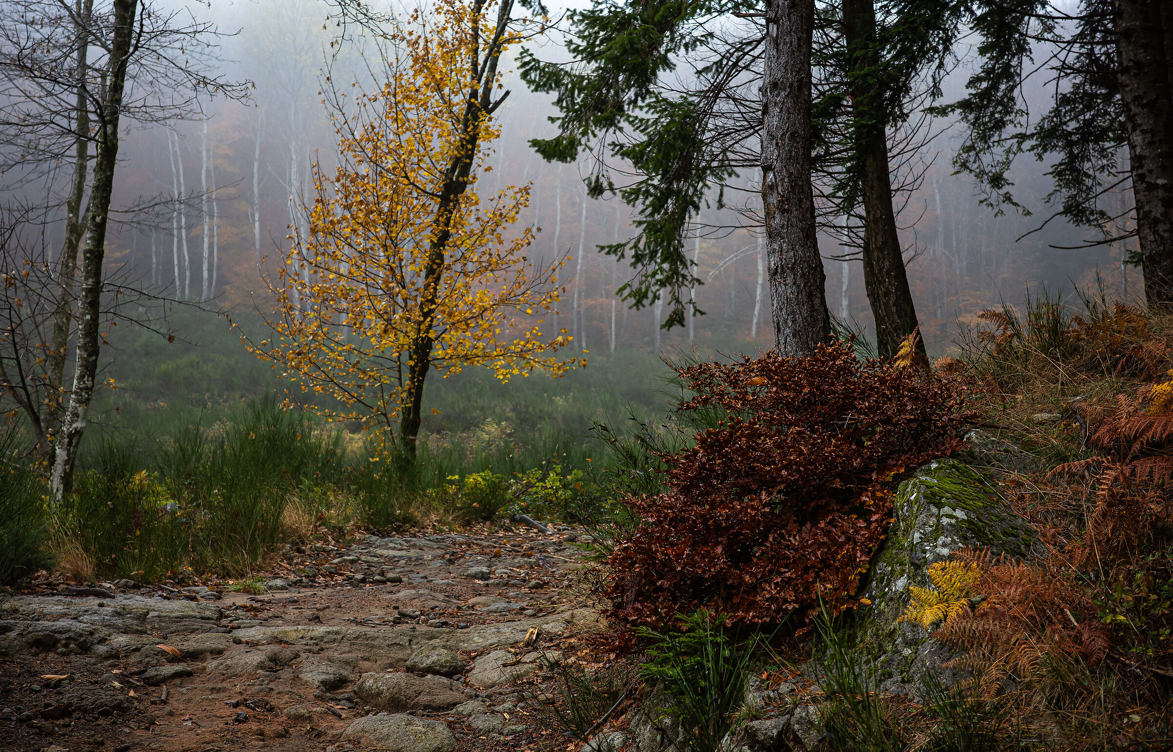 autunno 16