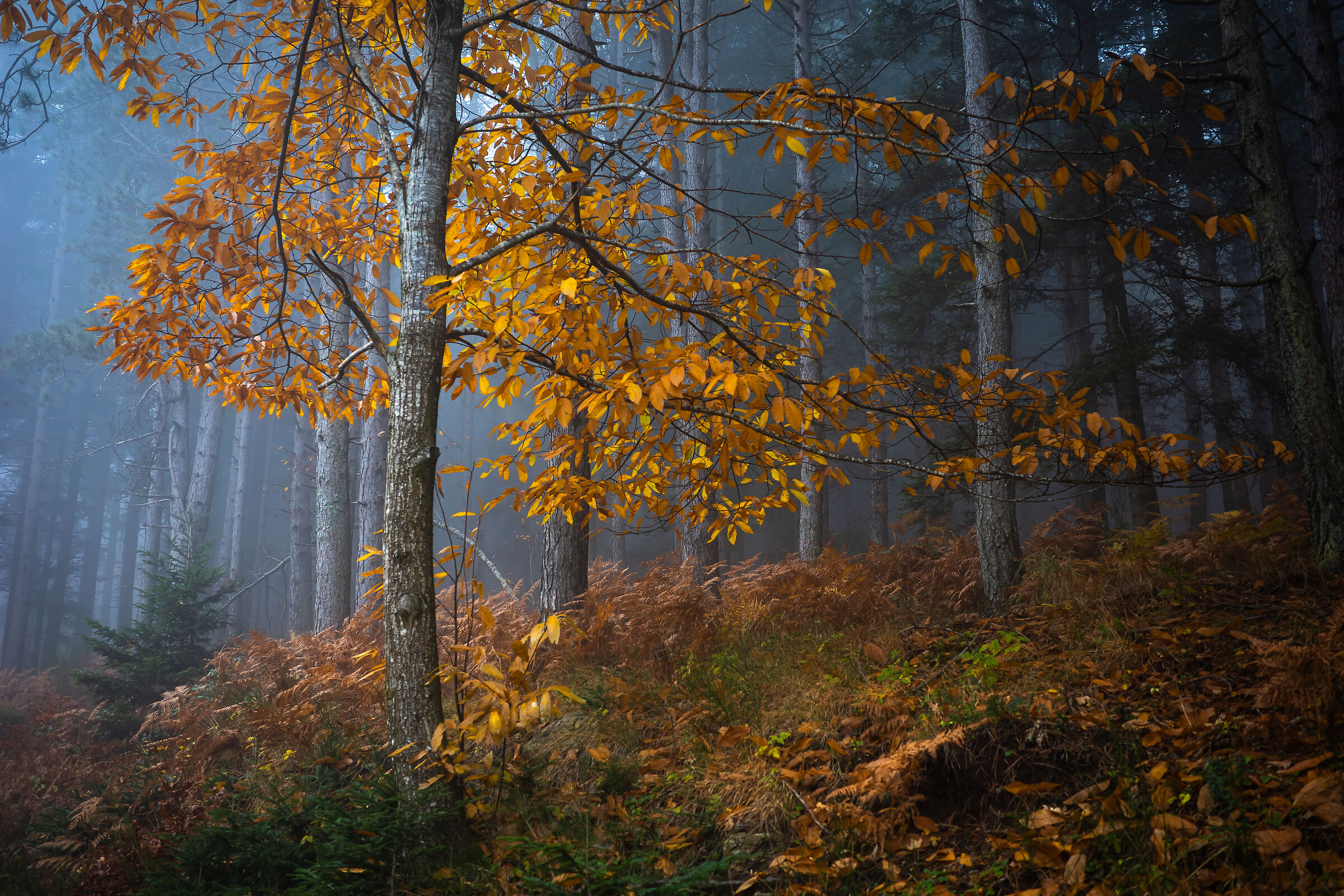 autunno 17