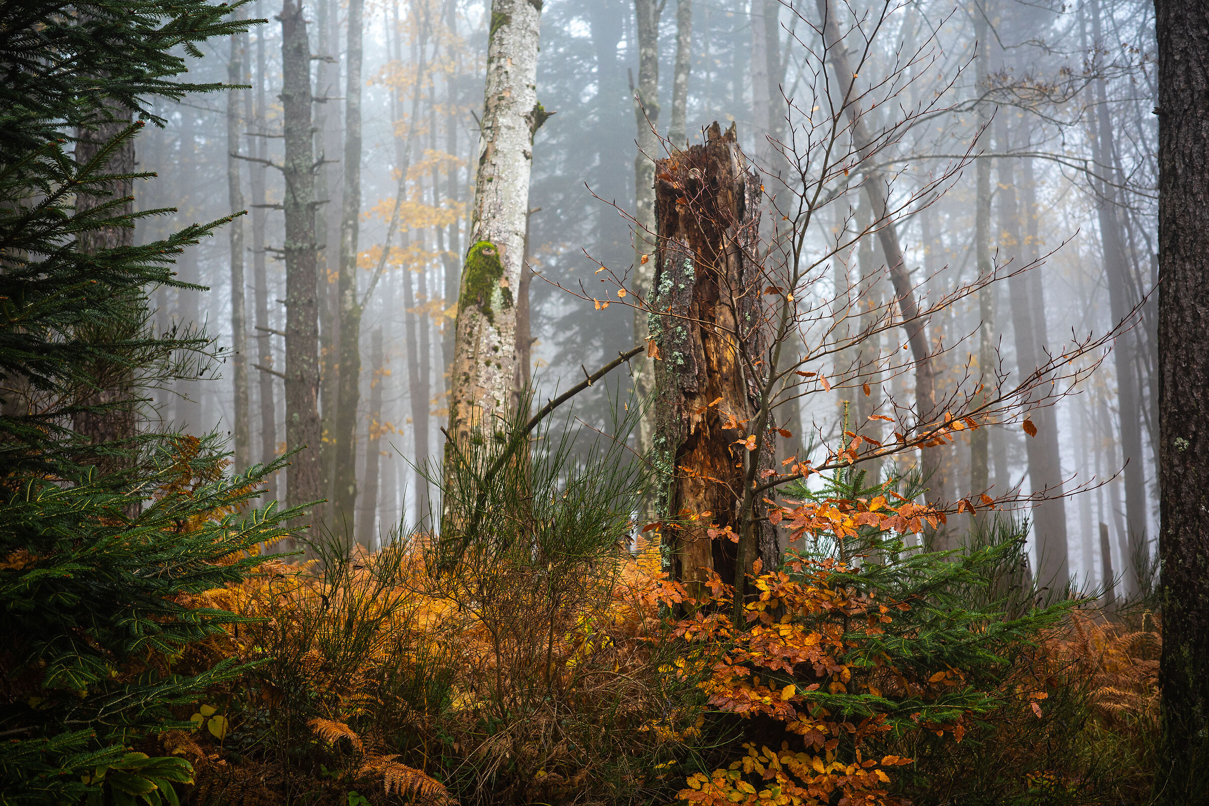 autunno 19