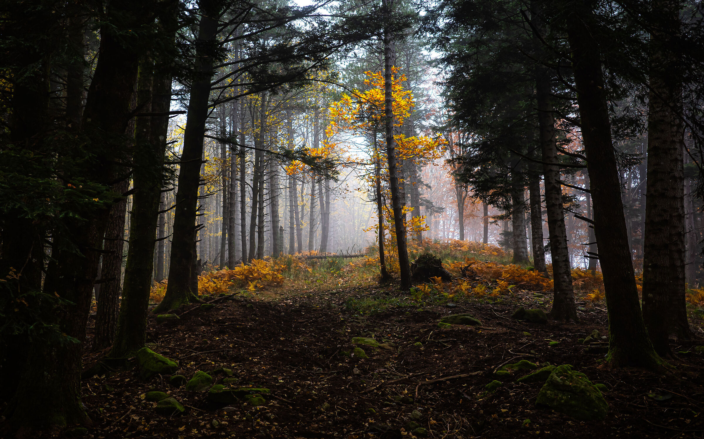 autunno 21