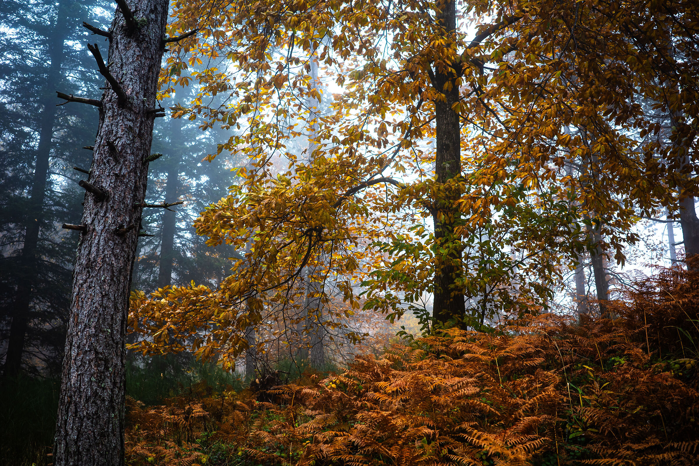 autunno 23