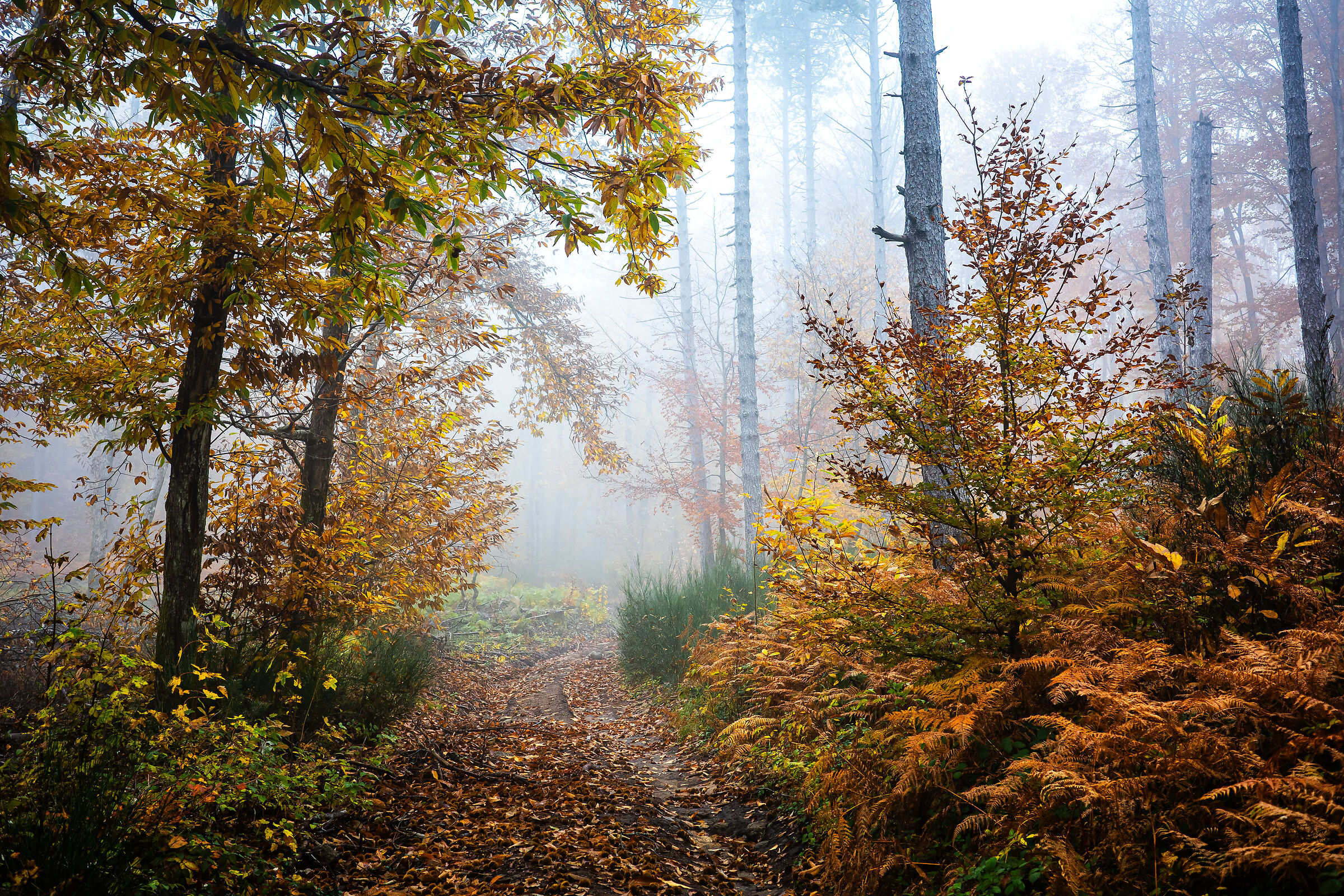 autunno 26